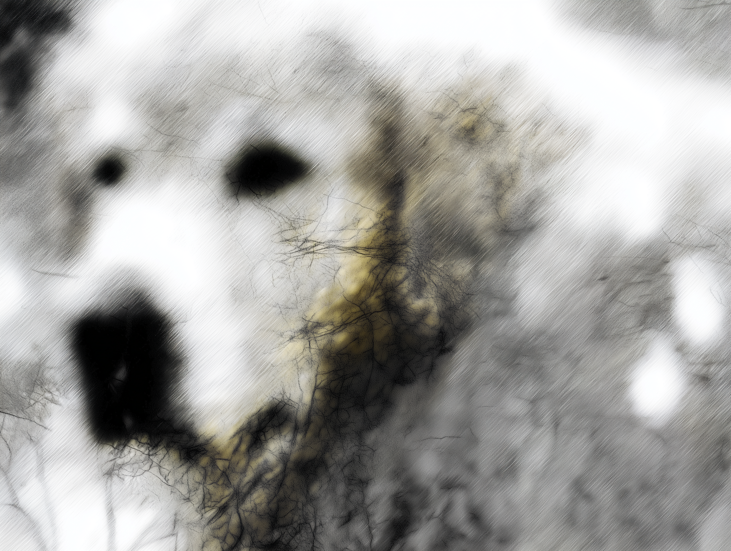 Artwork — golden retriever abstract surreal abstract painting 04
