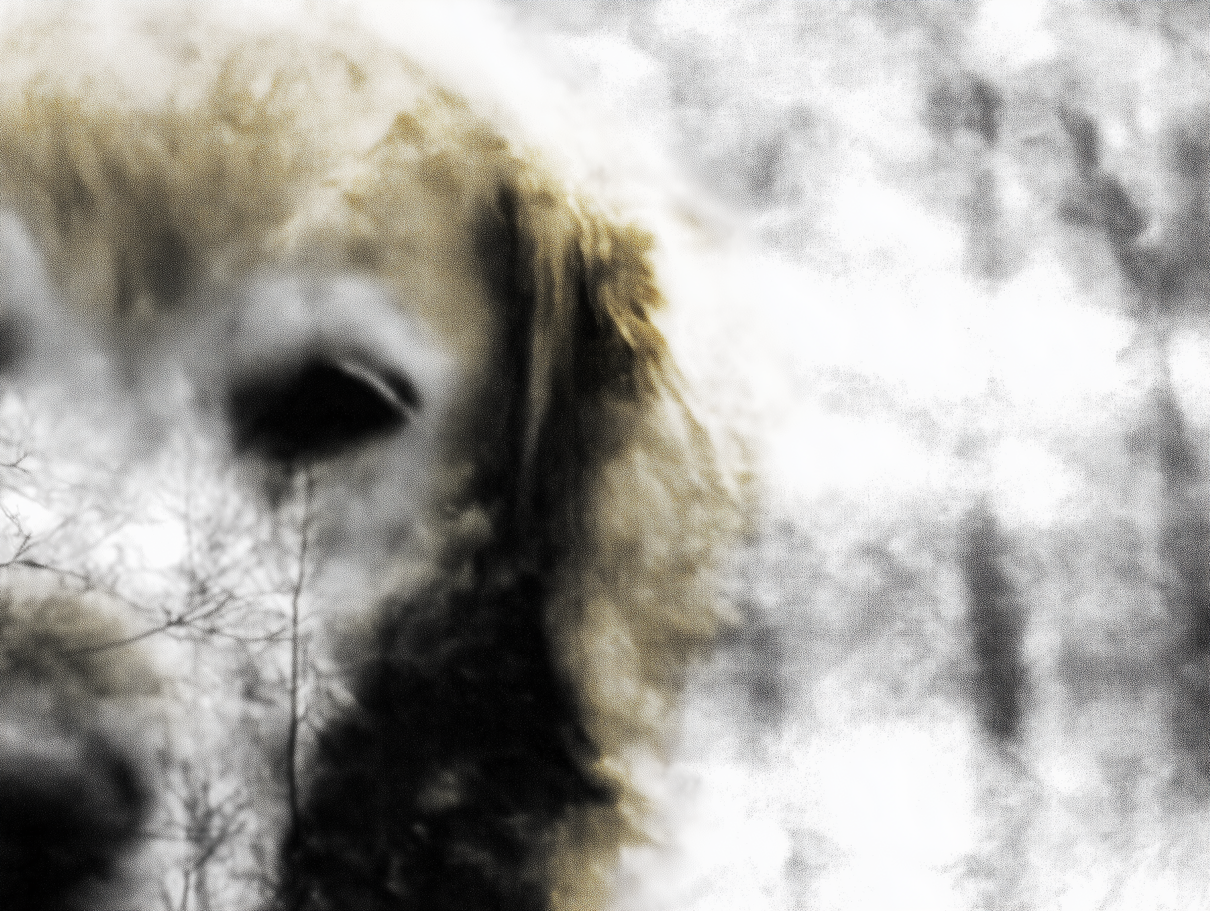 Artwork — golden retriever abstract surreal abstract painting 06