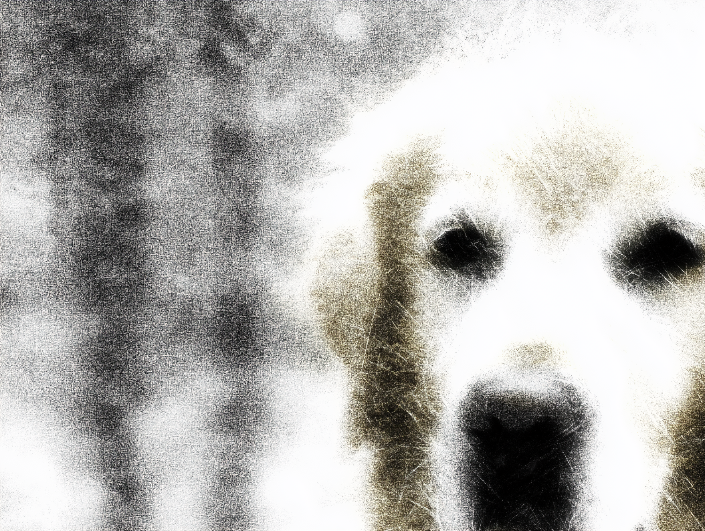 Artwork — golden retriever abstract surreal abstract painting 07