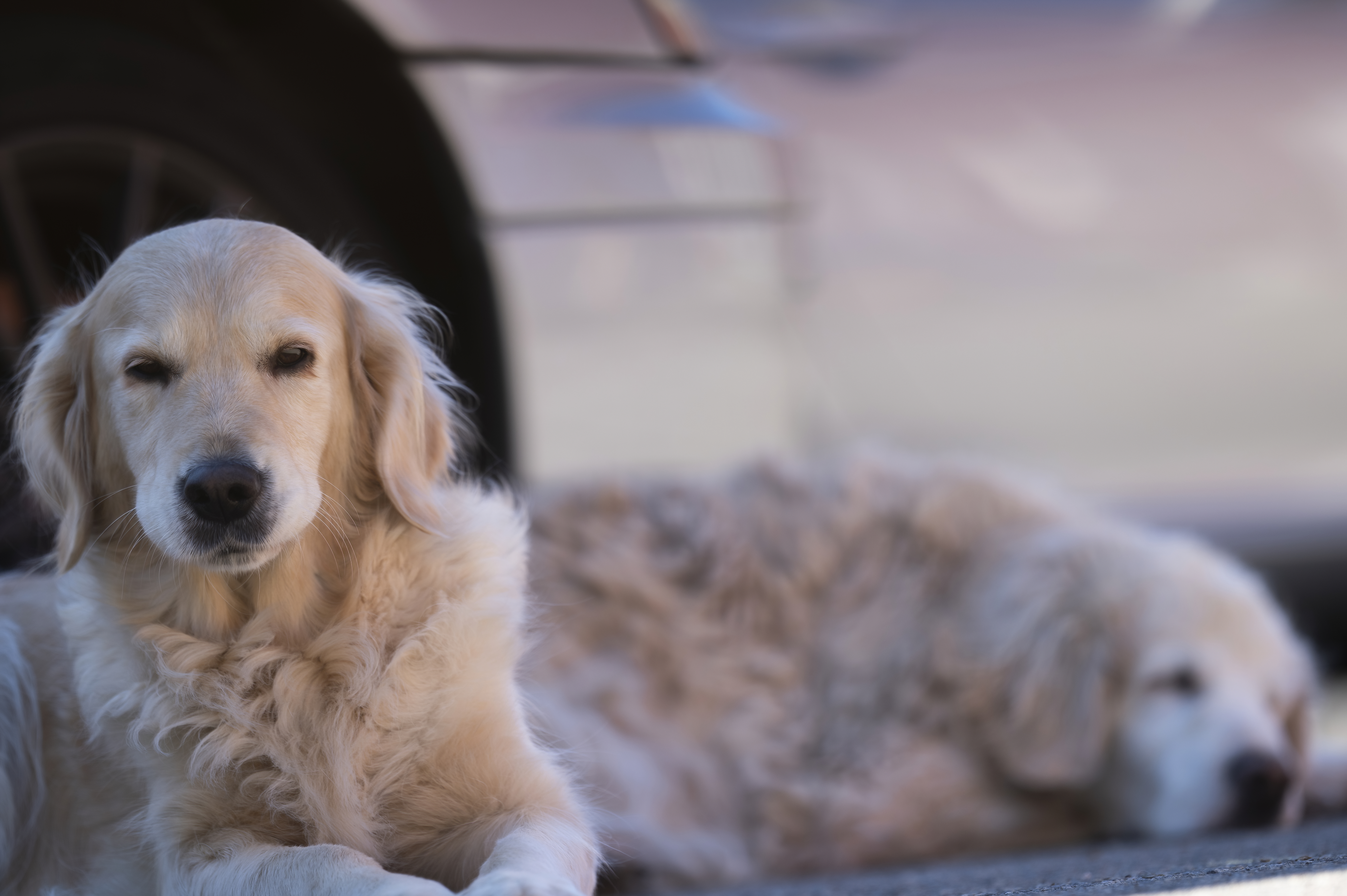 Our Dogs — MrOwl021 f