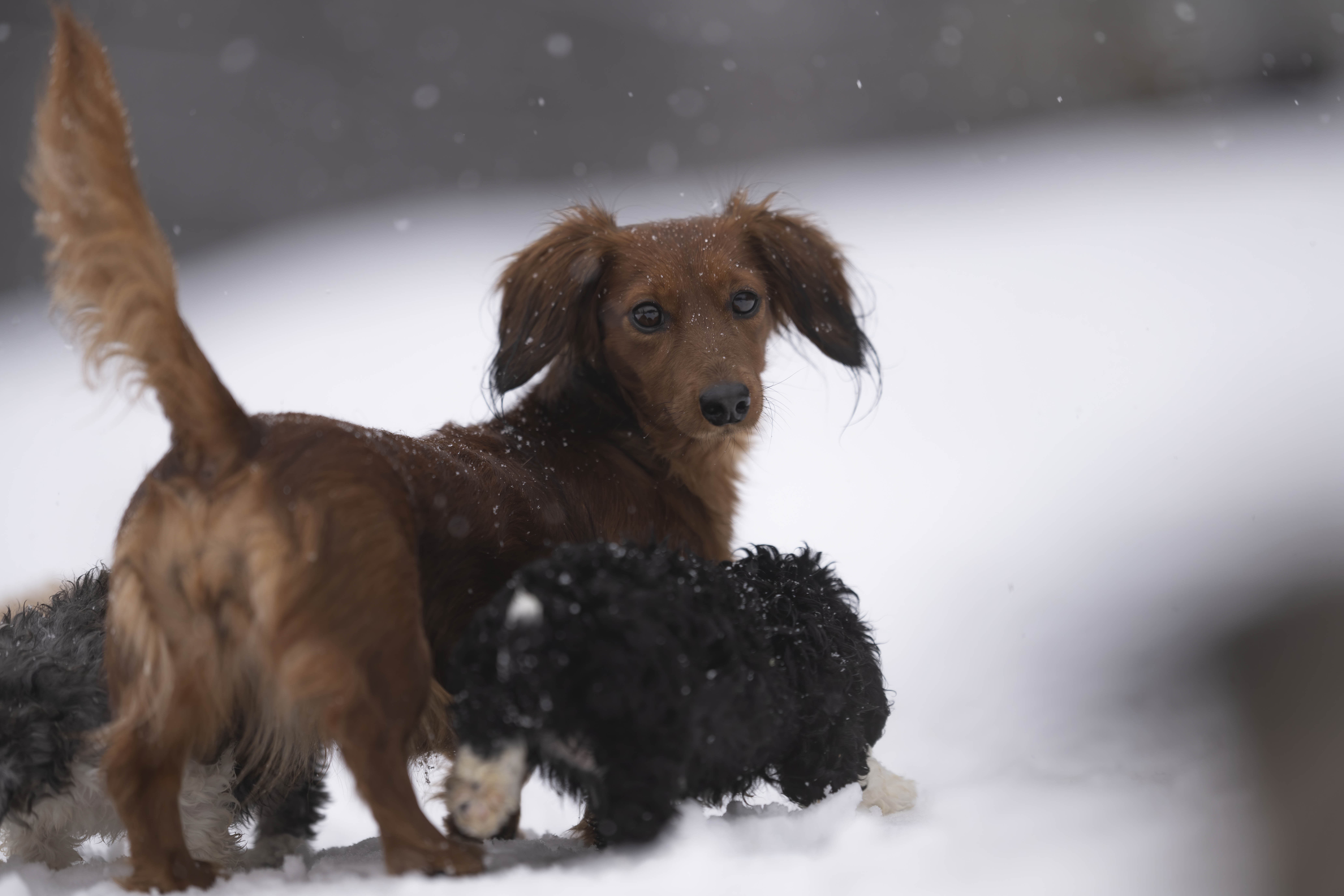 Our Dogs — Doodles286 f