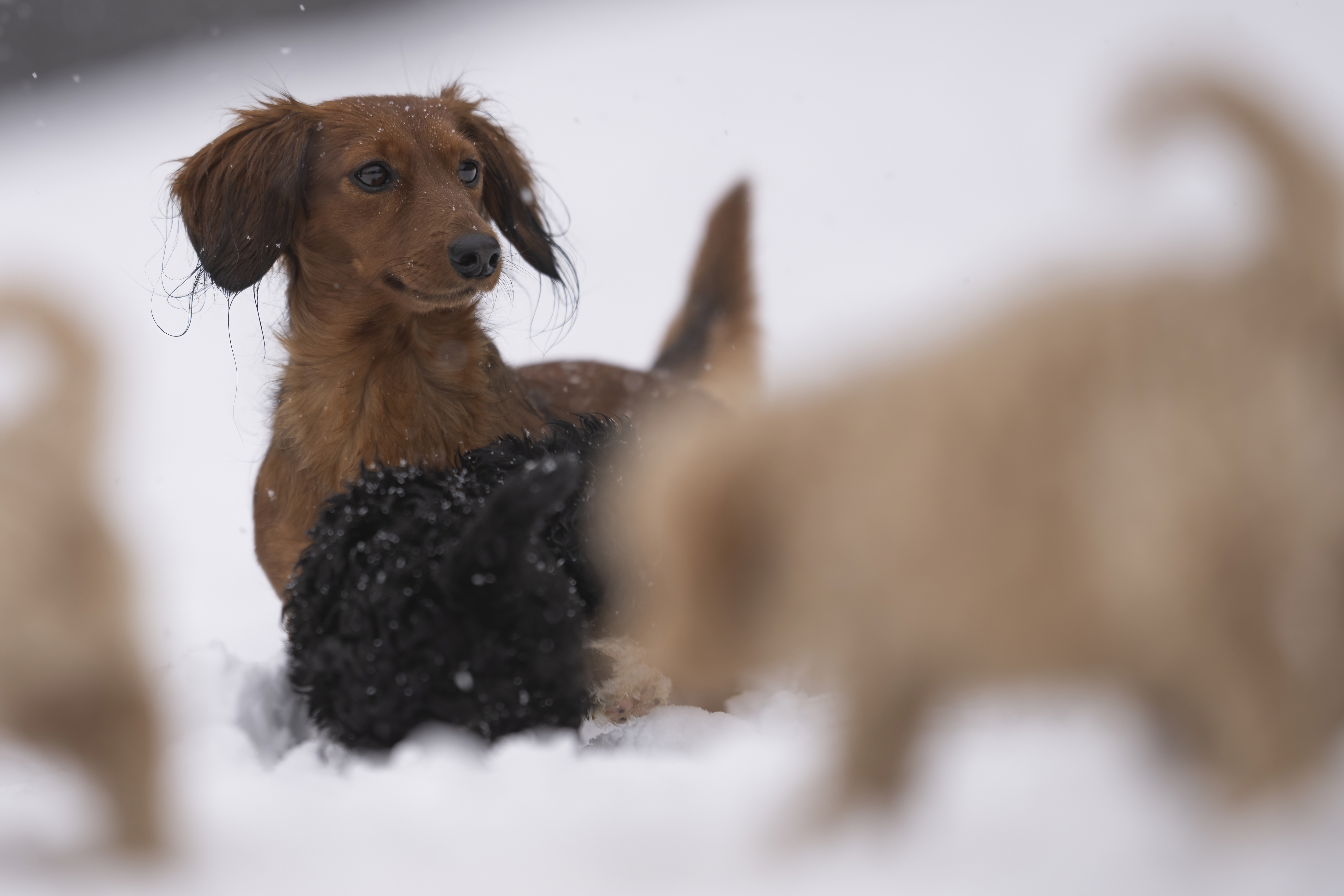 Our Dogs — Doodles313 f