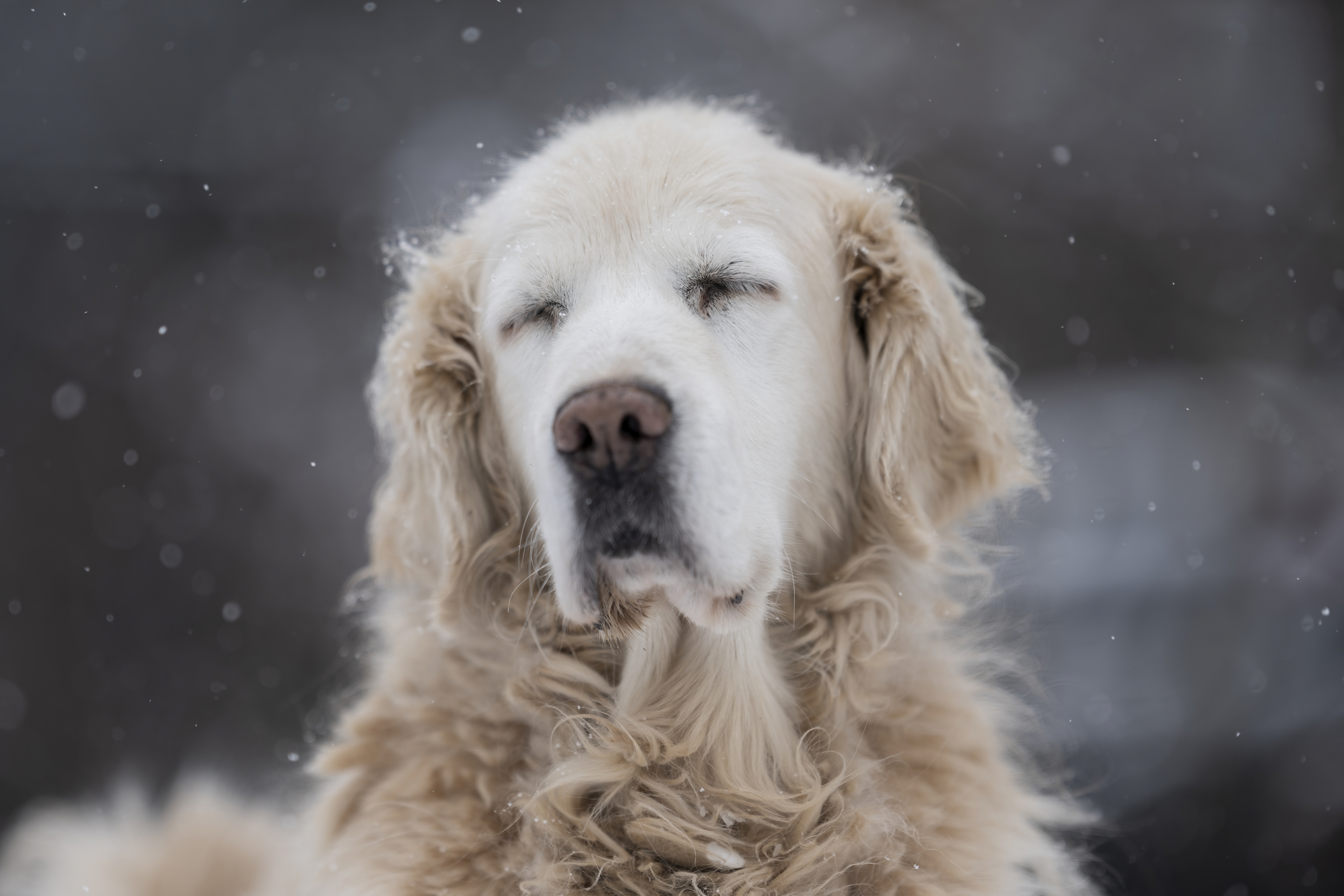 Our Dogs — DukeGr131 f