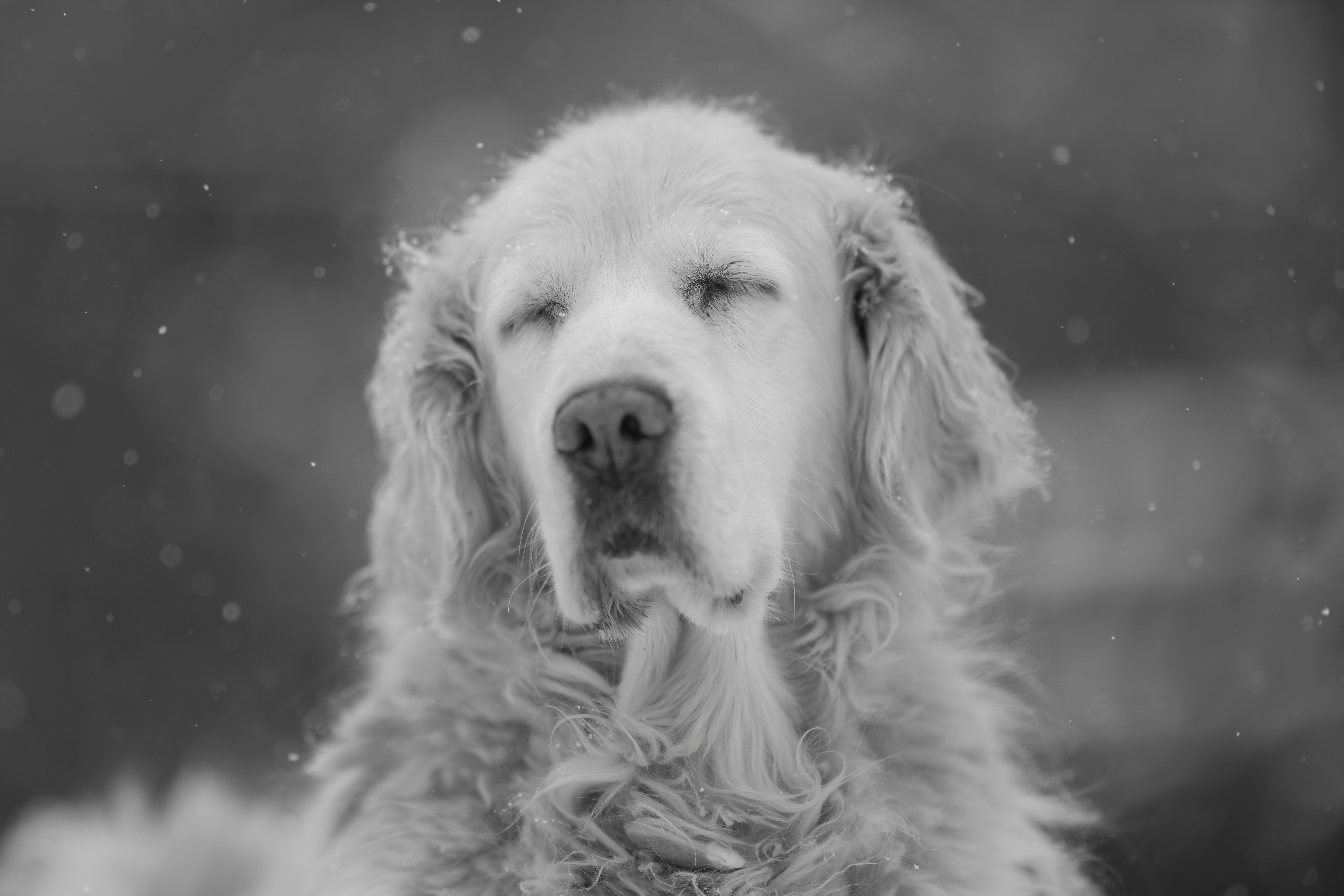 Our Dogs — DukeGr131 1 f