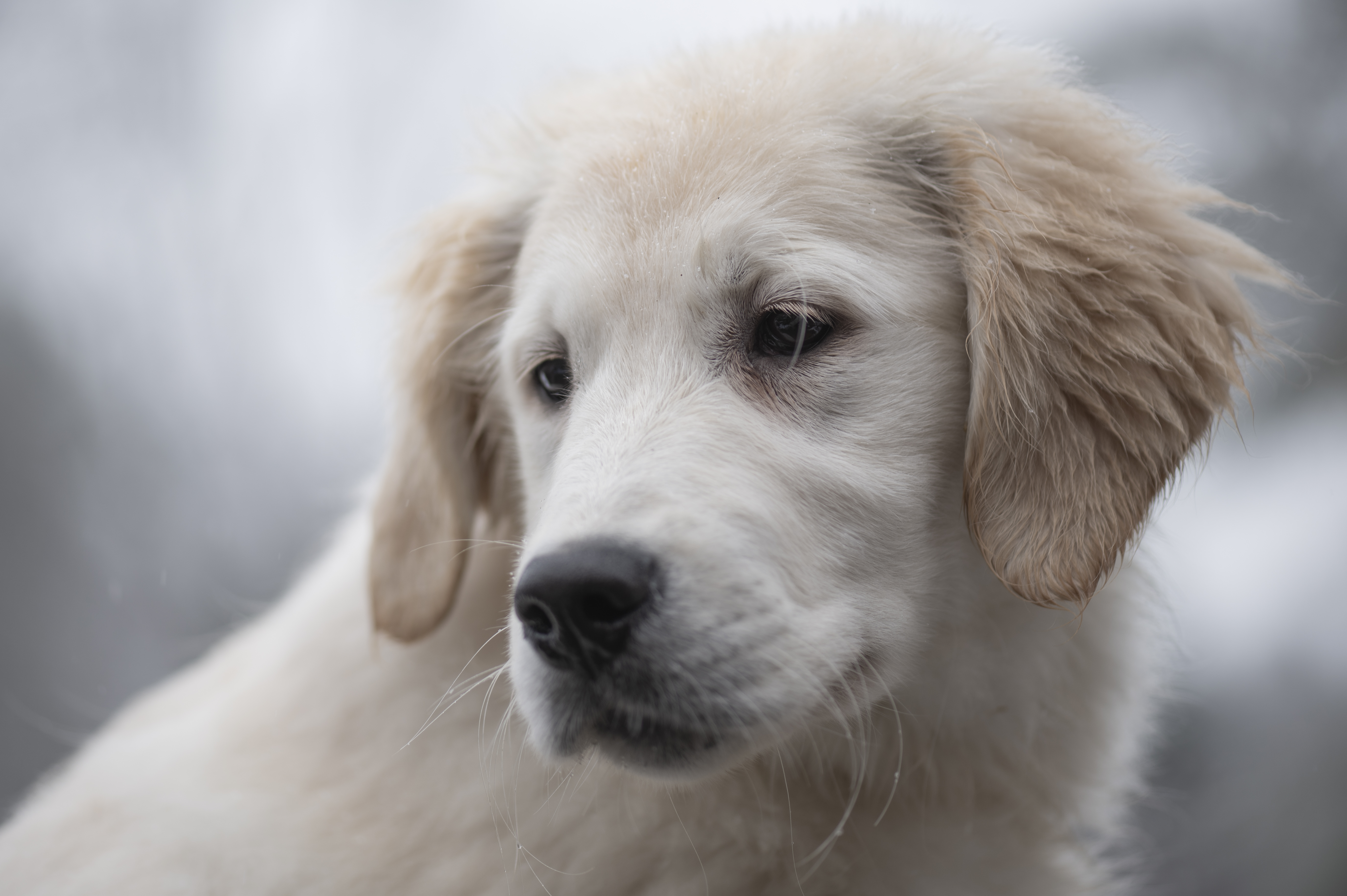 Our Dogs — FluffPup002