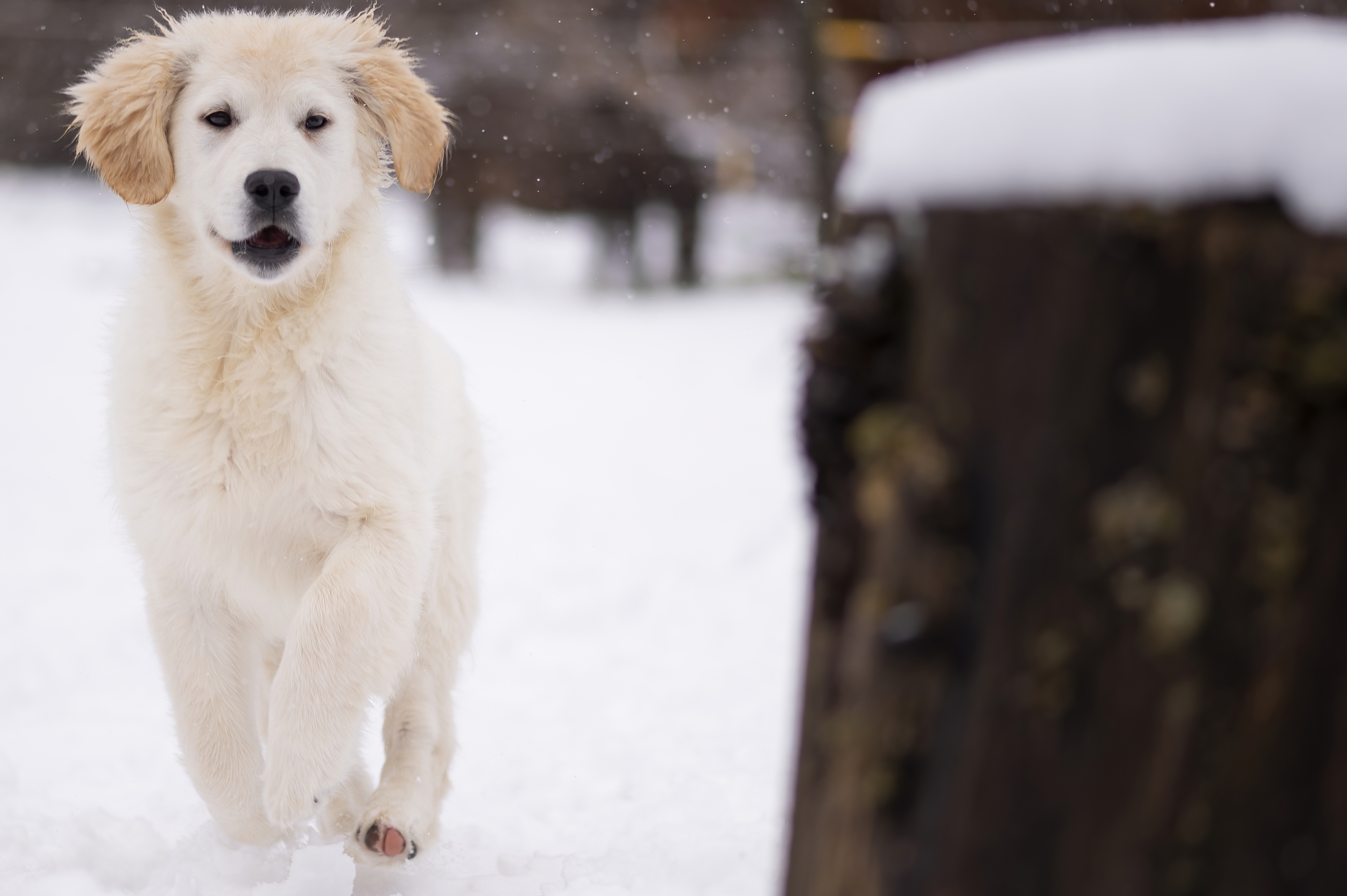 Our Dogs — FluffPup193 f