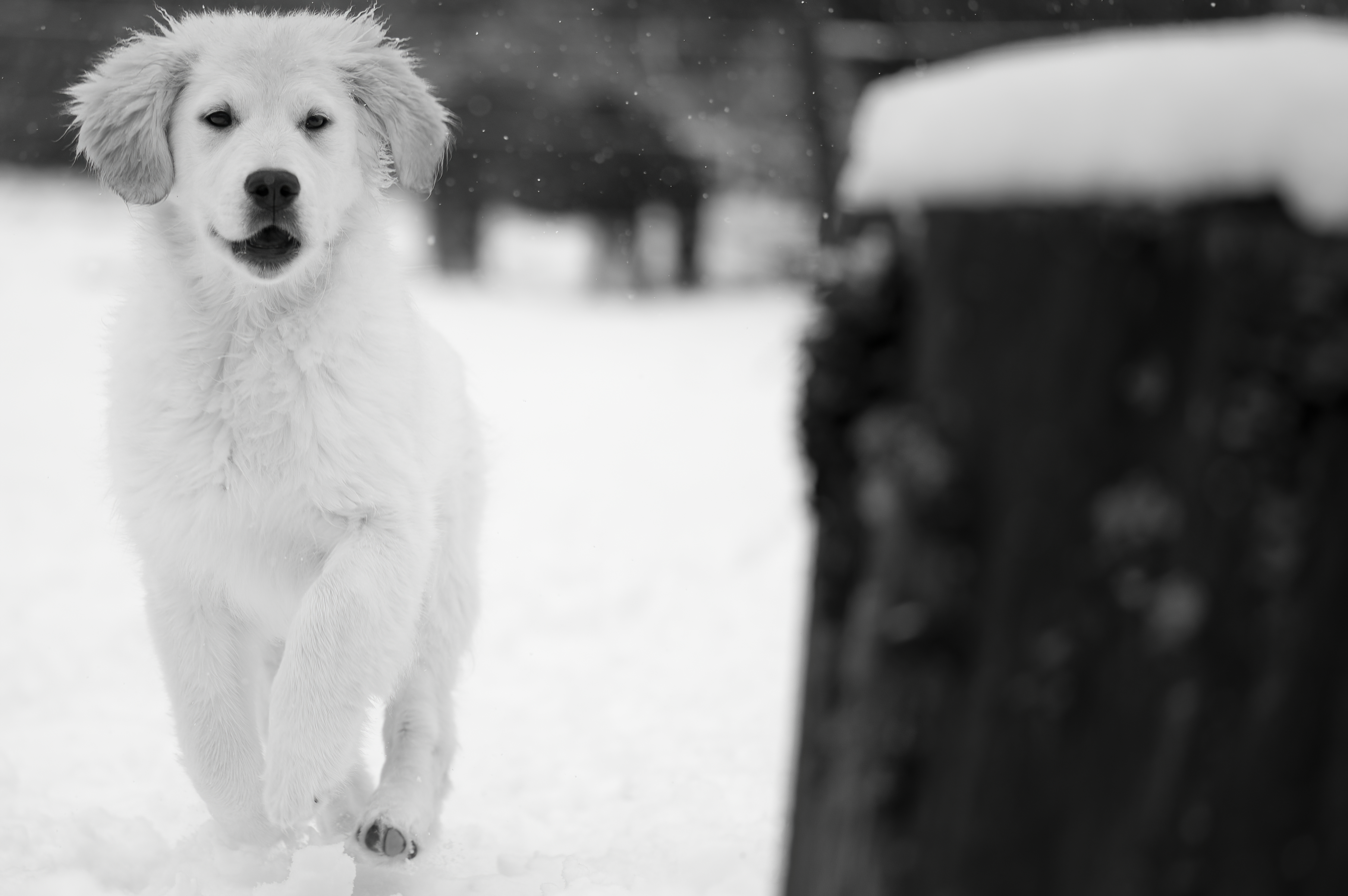 Our Dogs — FluffPup193 1 f