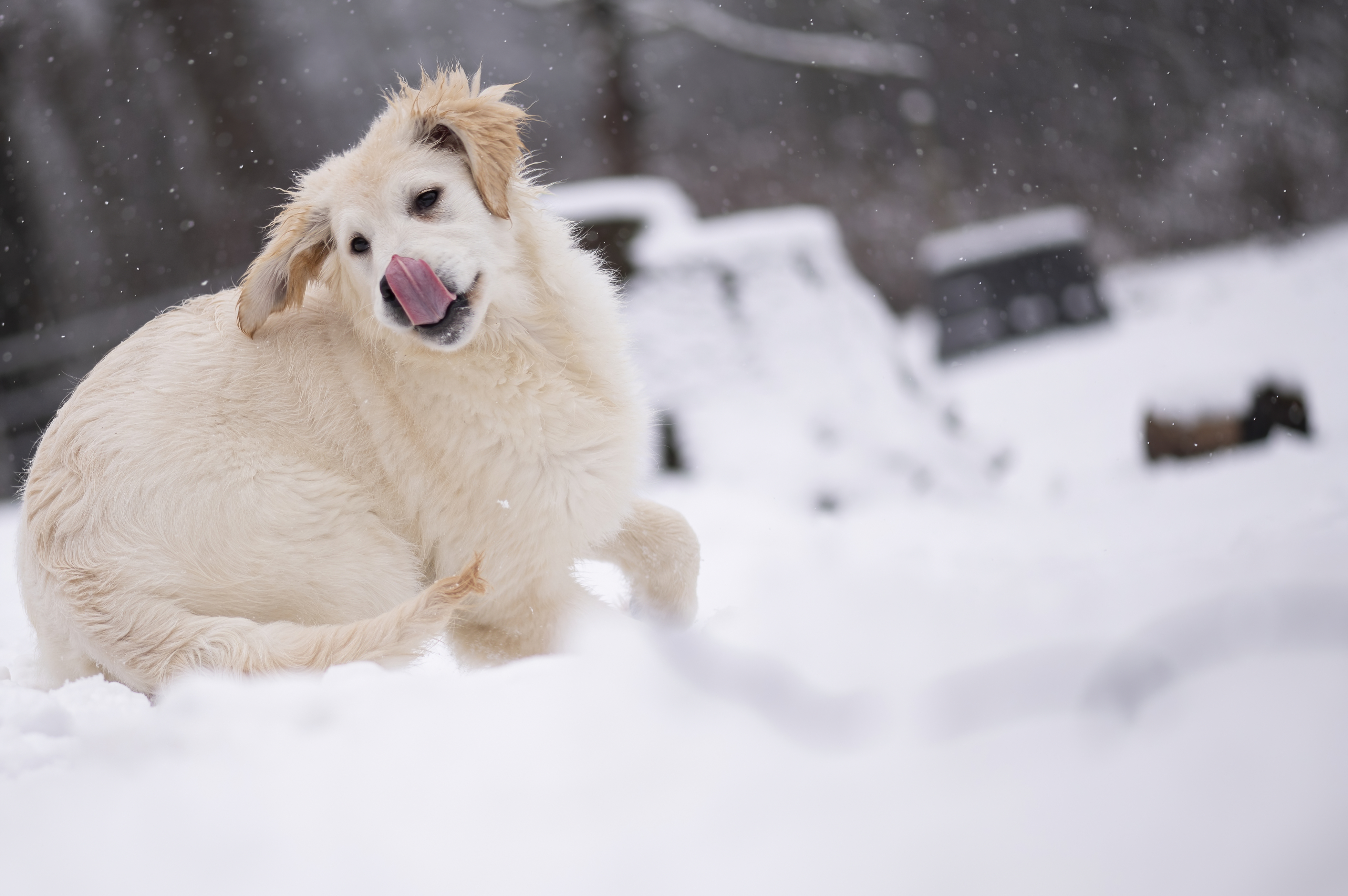 Our Dogs — FluffPup371 f