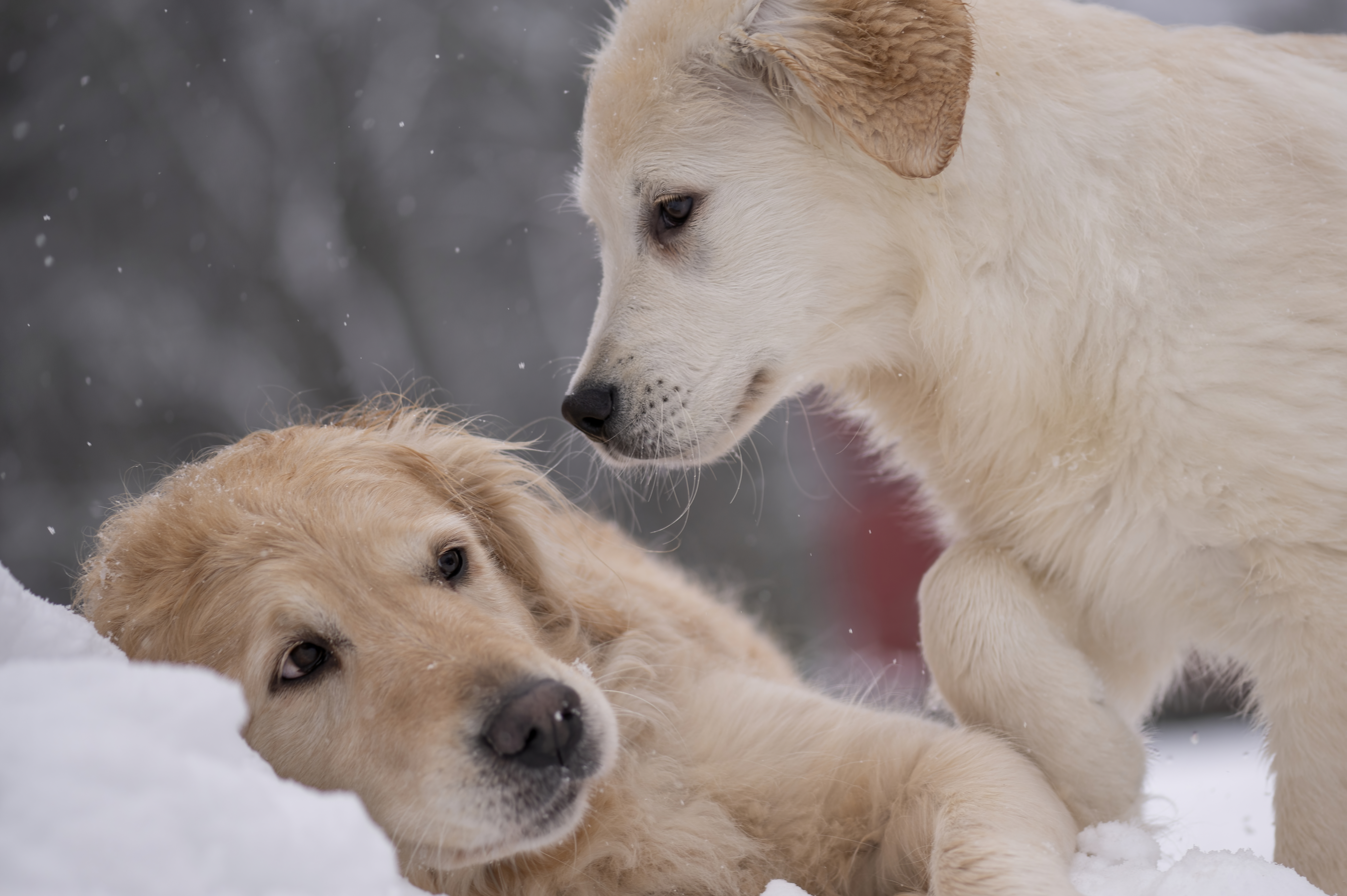 Our Dogs — FluffPup388 f