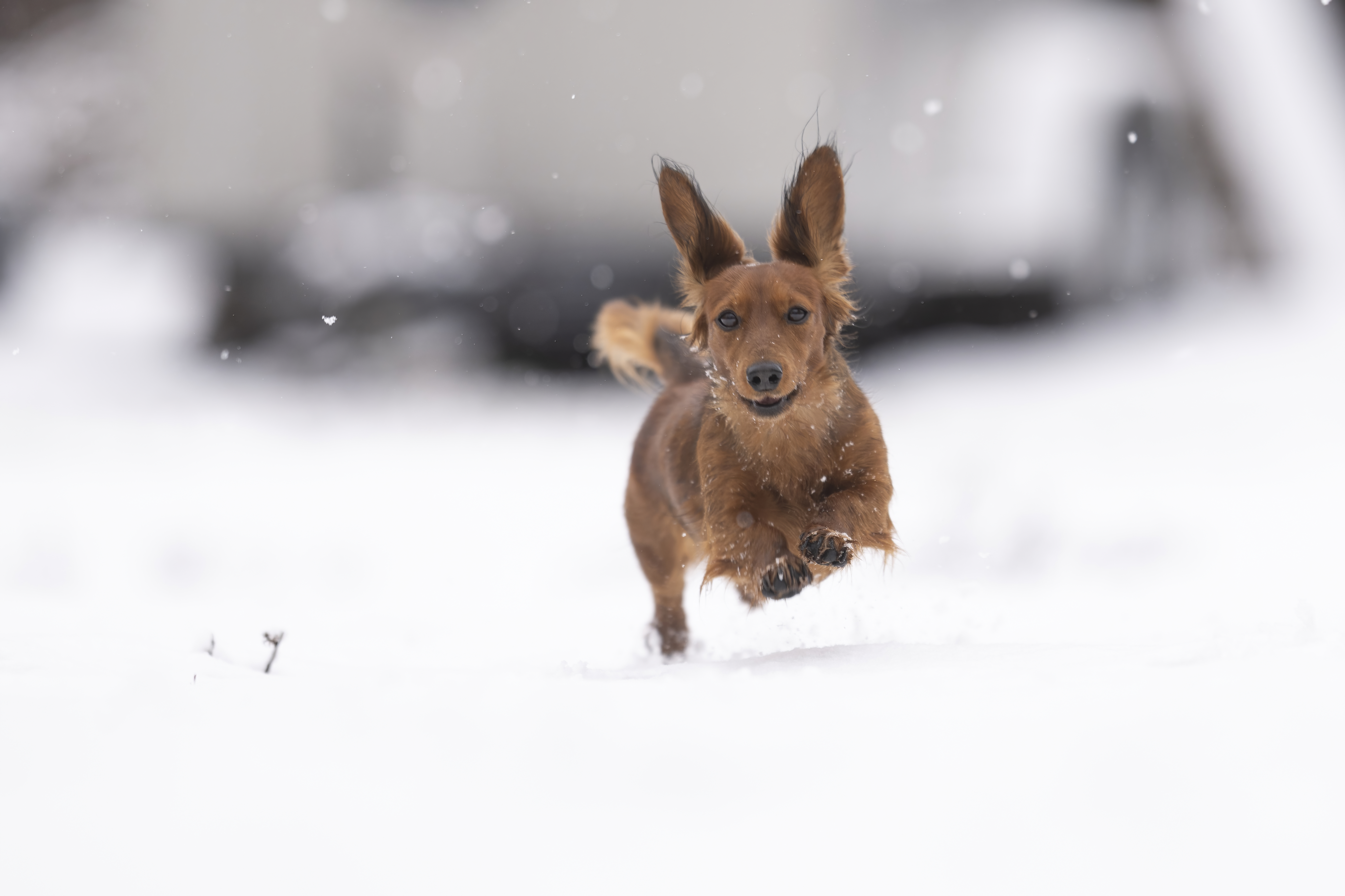 Our Dogs — WPup2203 f