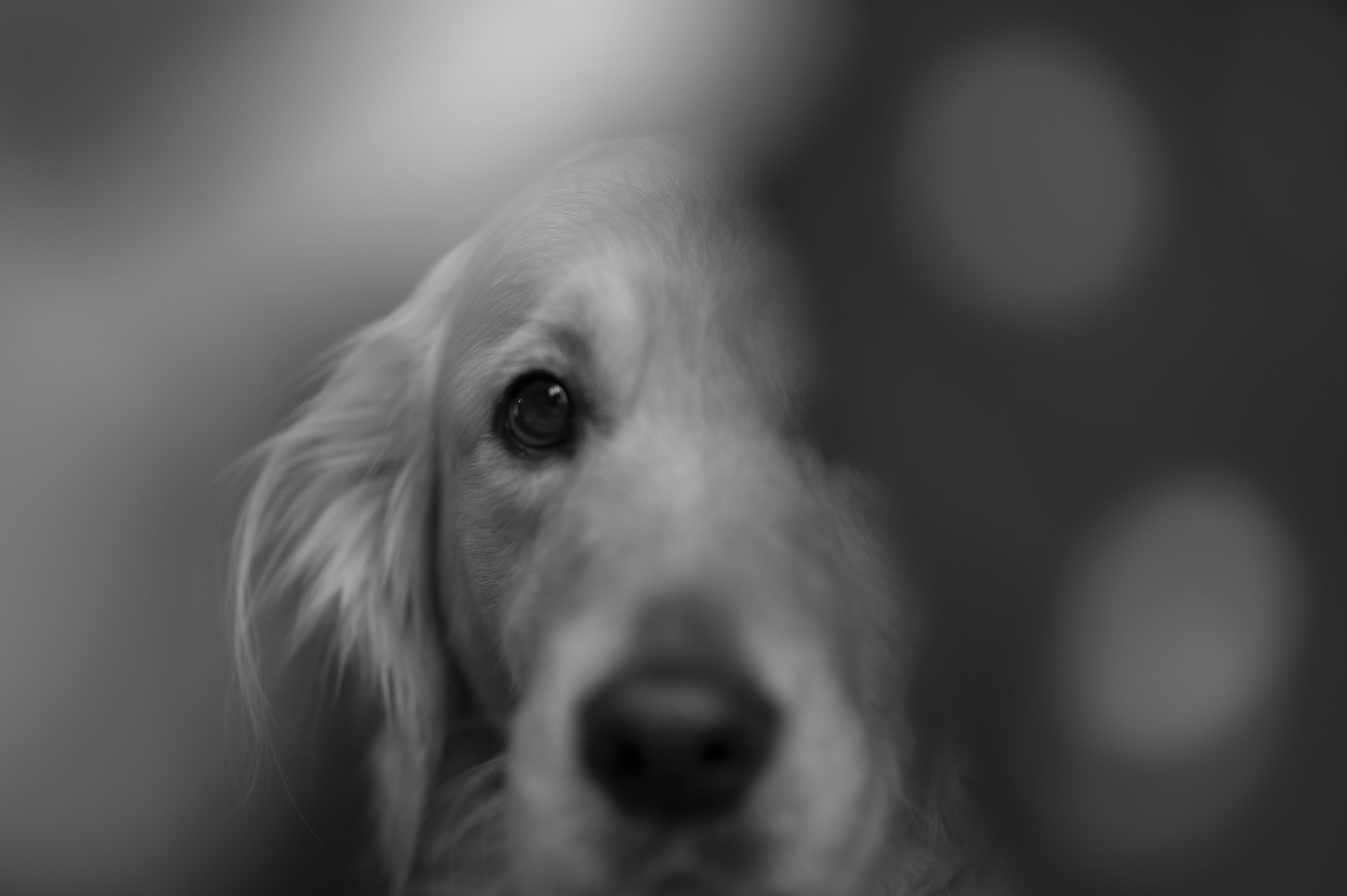 Our Dogs — DoodsDarls0346 f