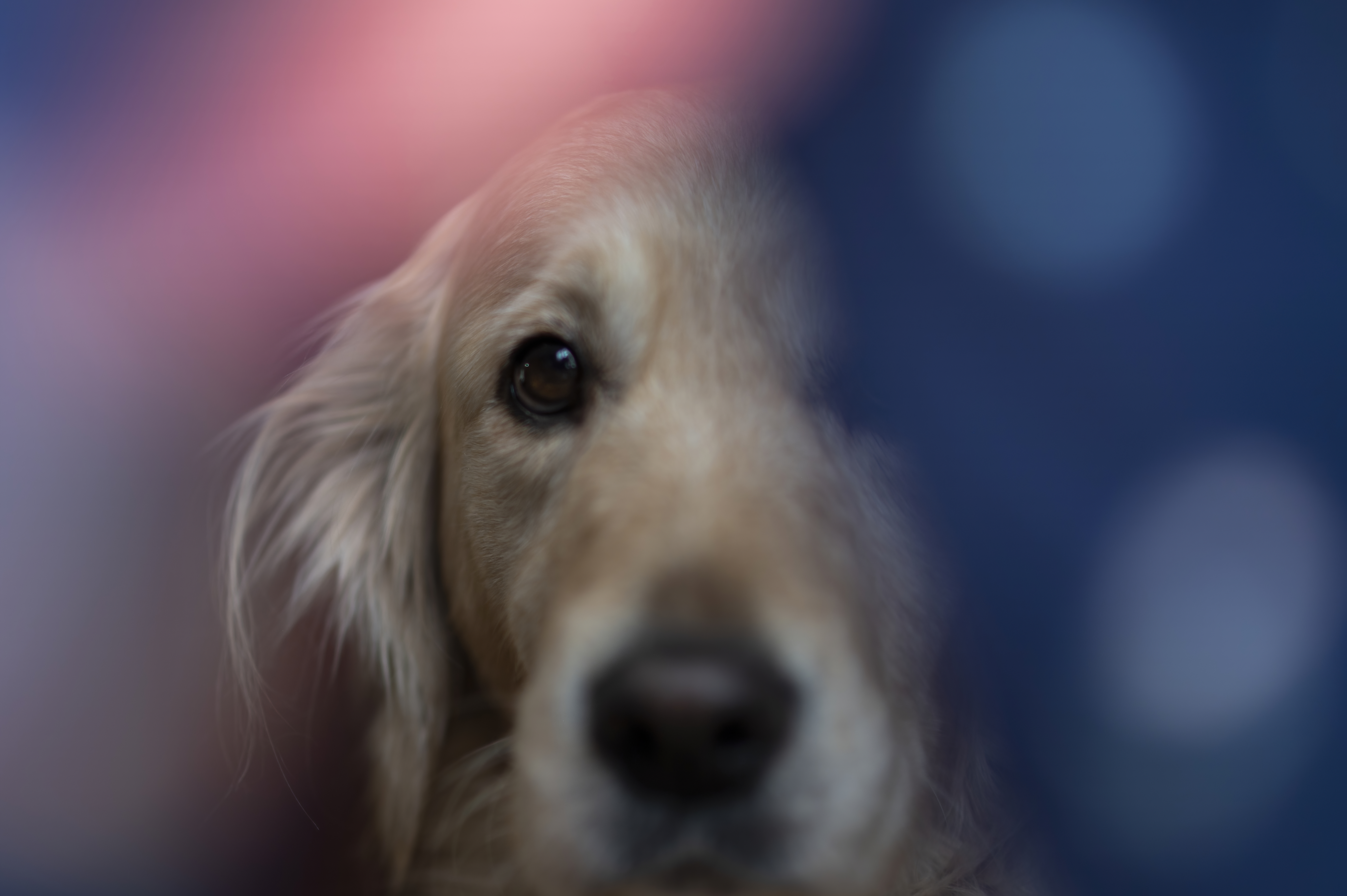 Our Dogs — DoodsDarls0346 1 f