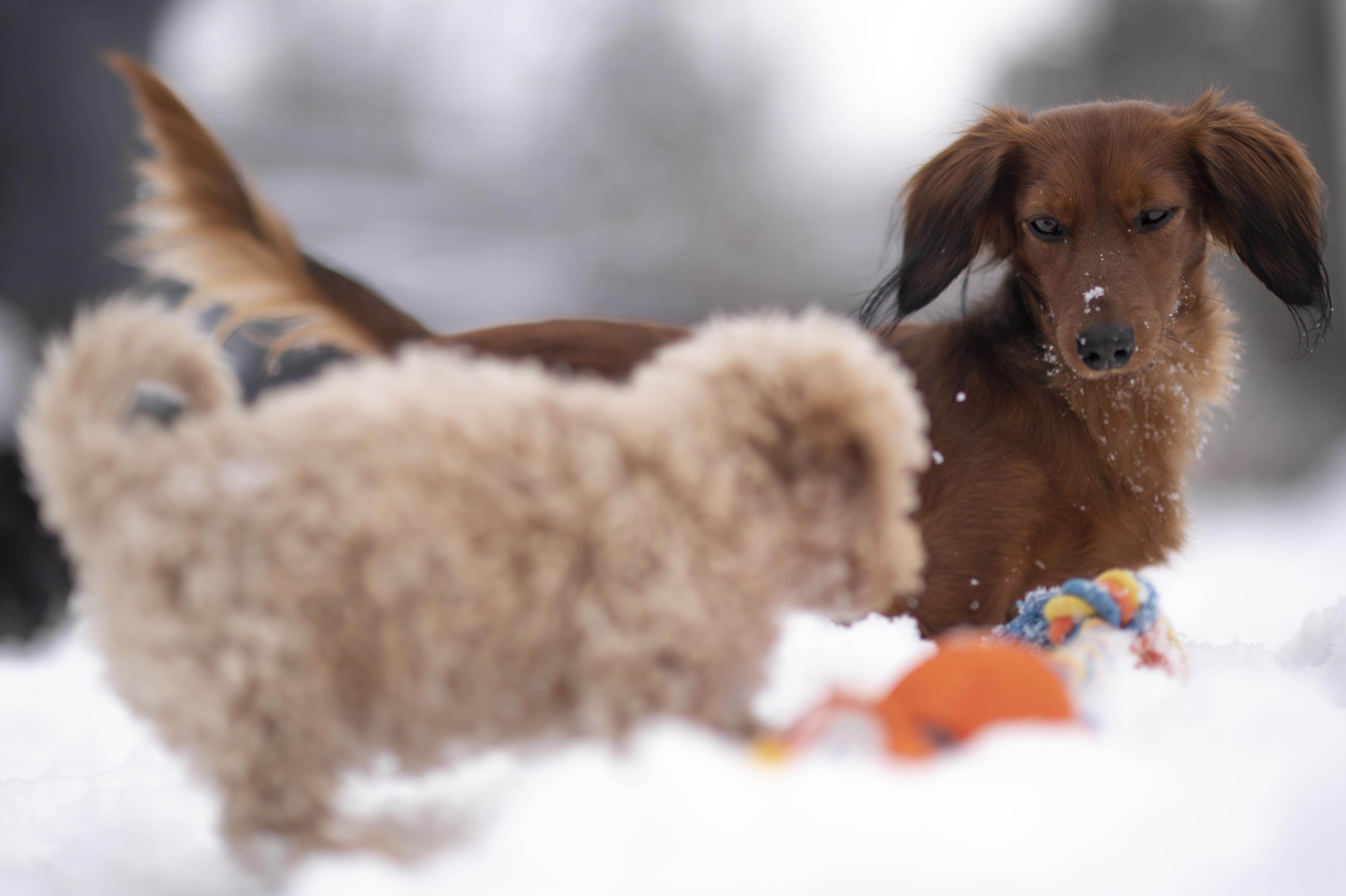 Our Dogs — DoodsDarls0642 f