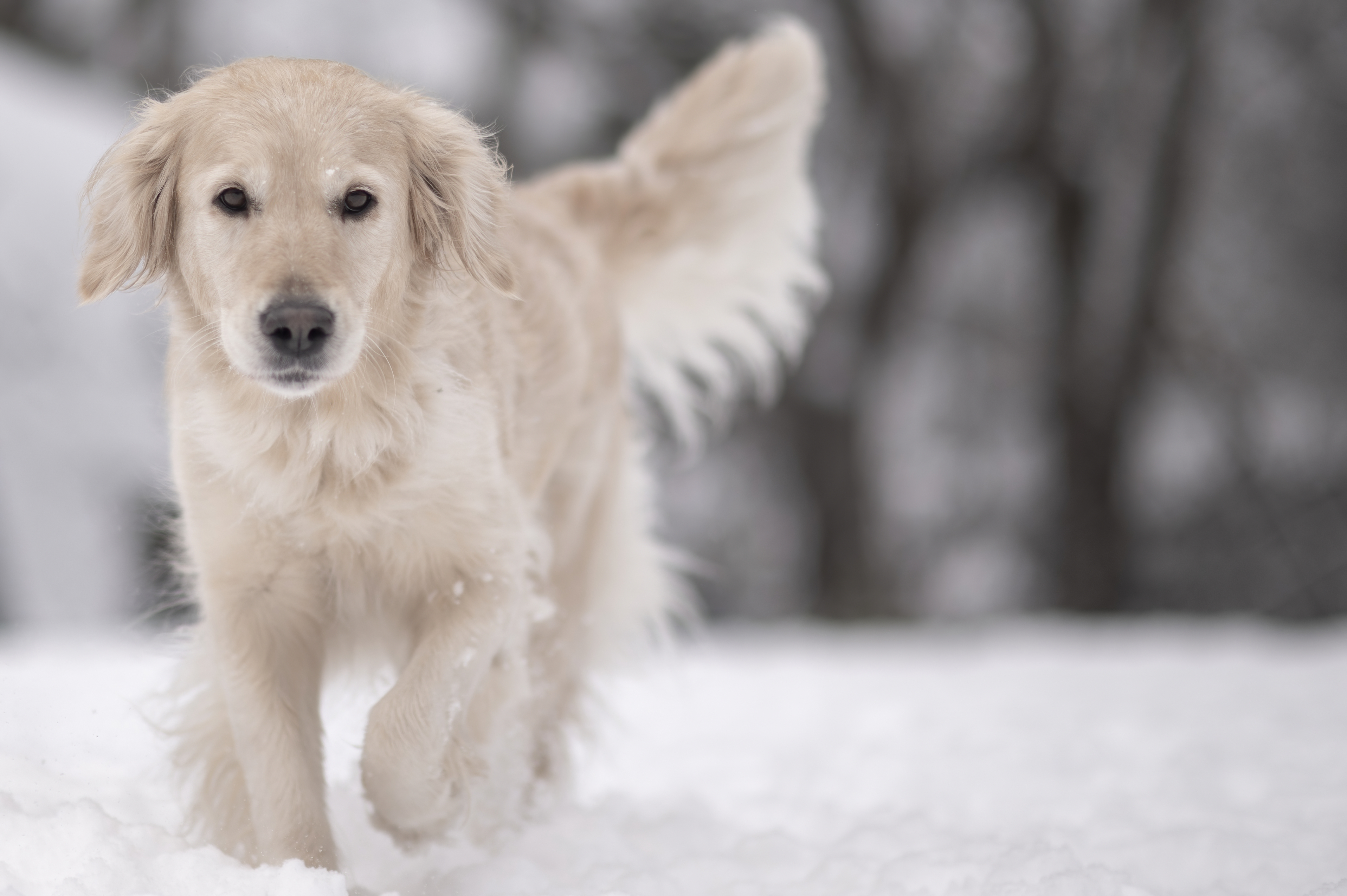 Our Dogs — DoodsDarls1124 f