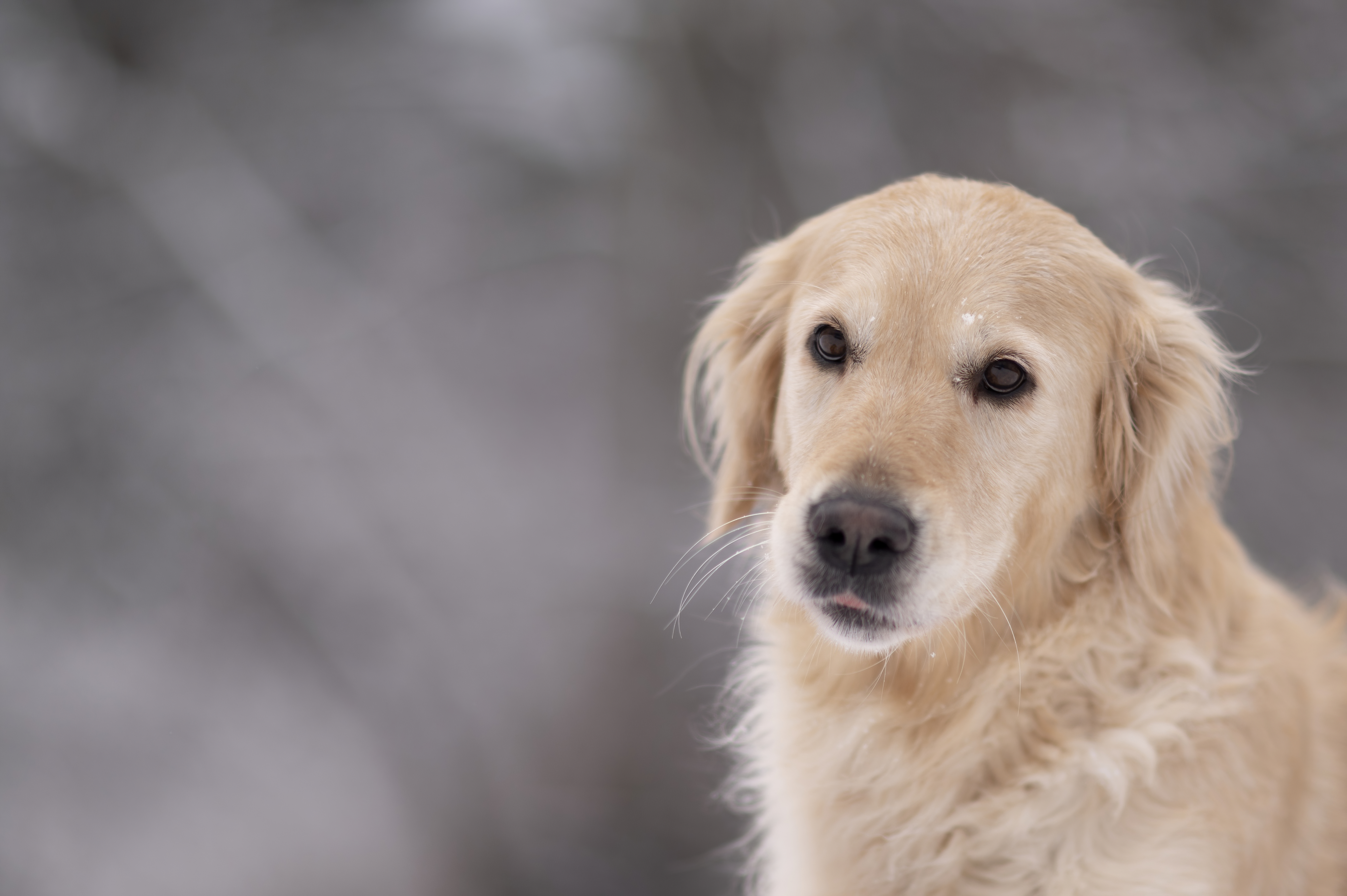 Our Dogs — DoodsDarls1154 f