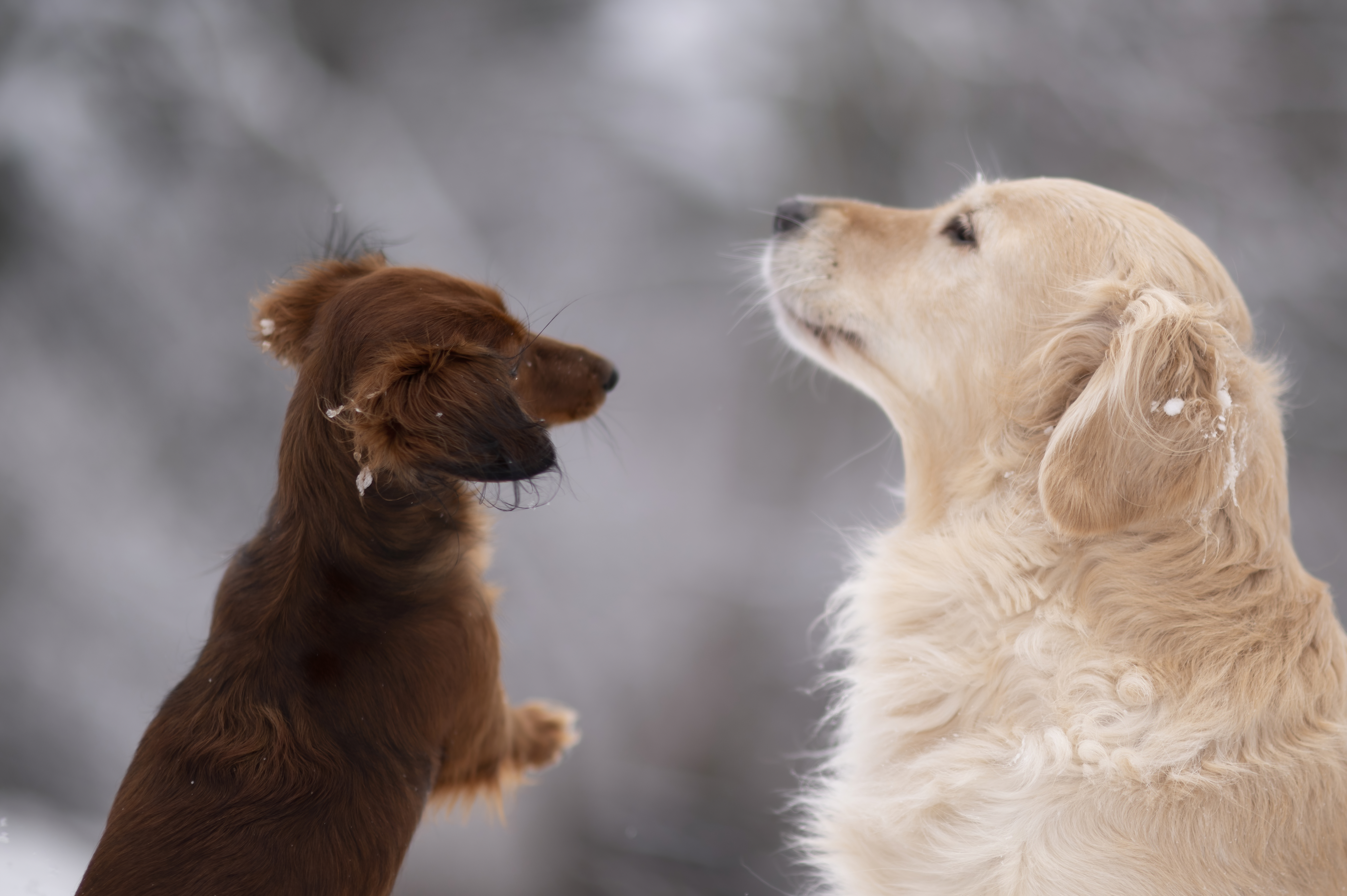 Our Dogs — DoodsDarls1178 f