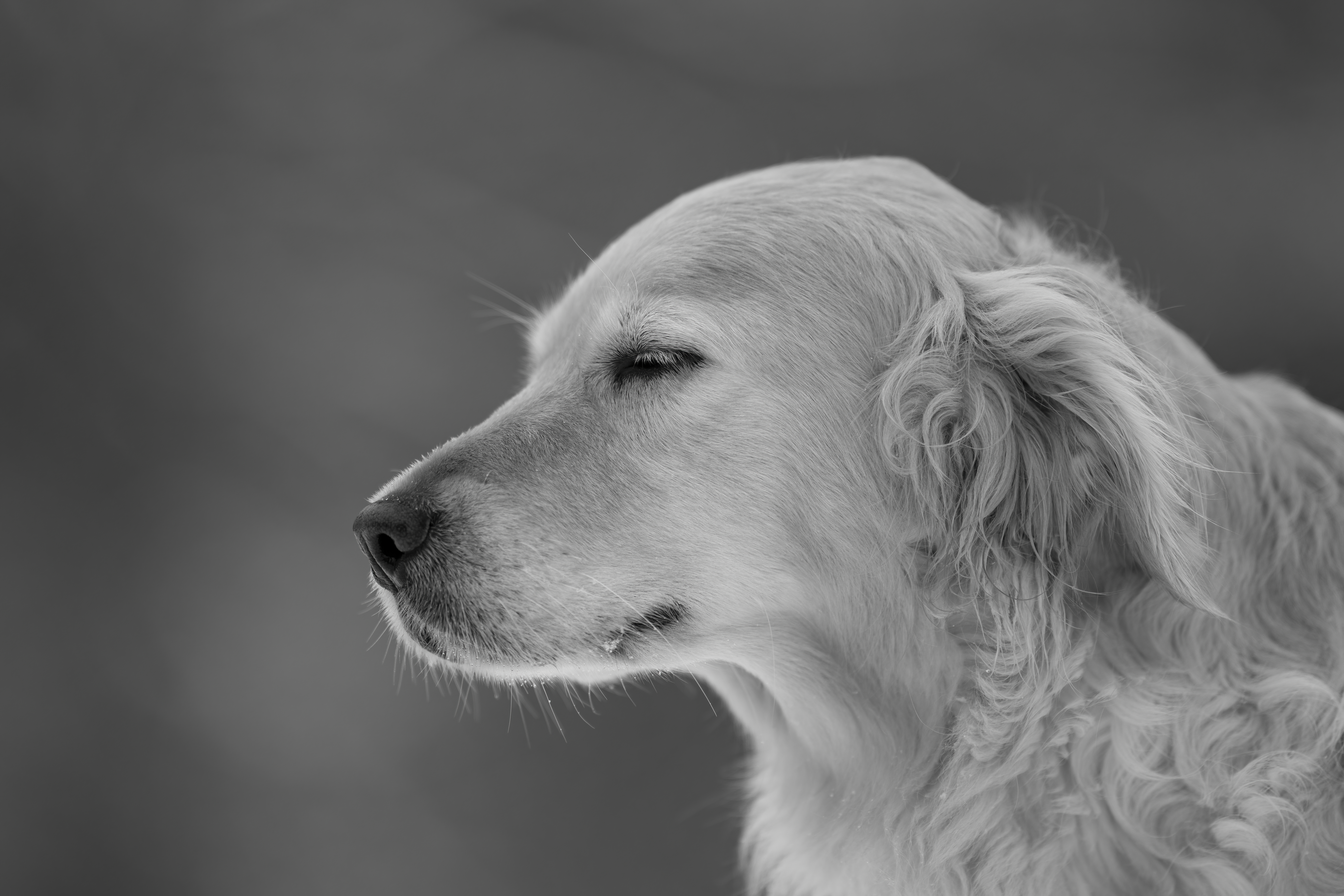 Our Dogs — MiaWhite412 1 f