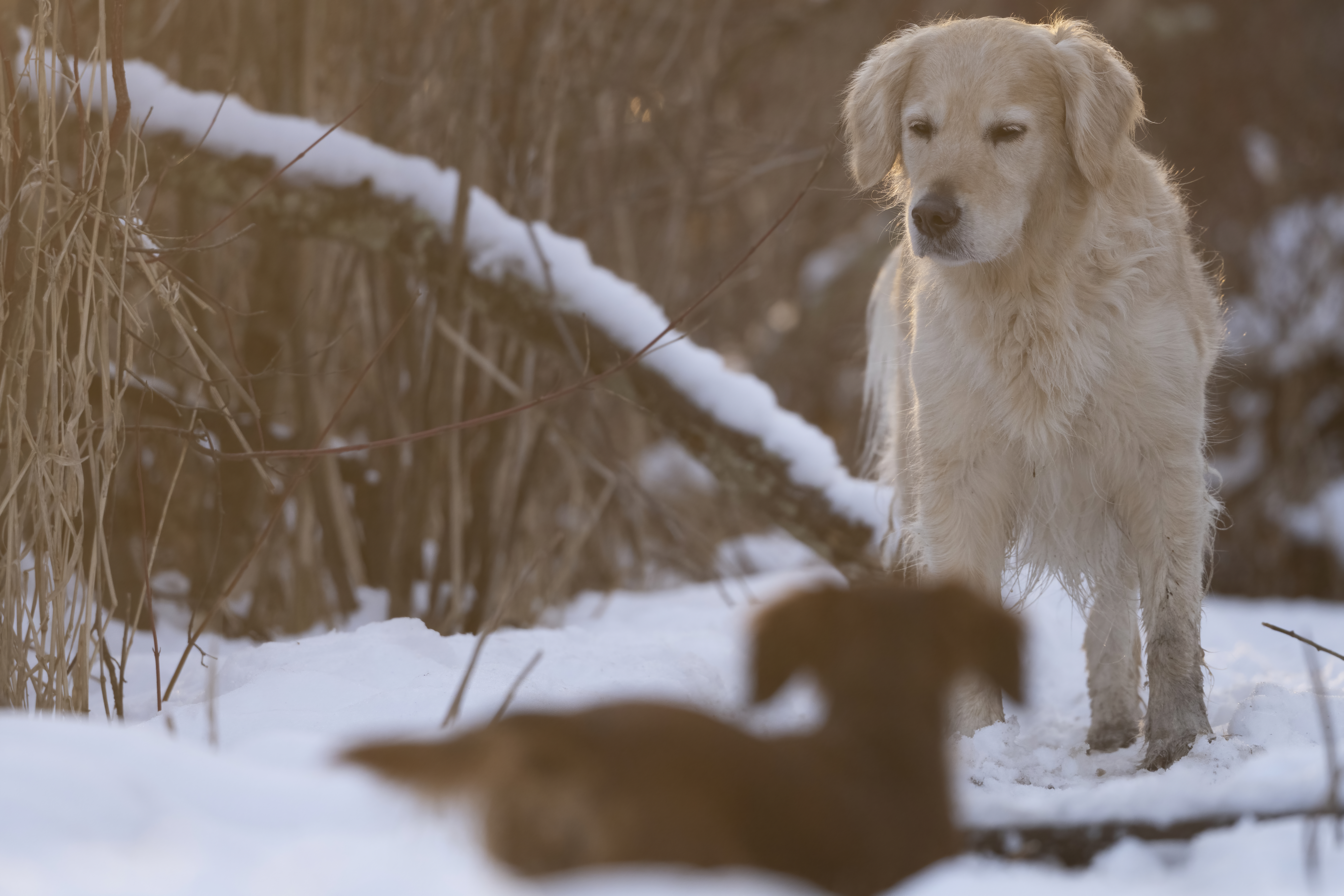 Our Dogs — LittleRedMo075 f