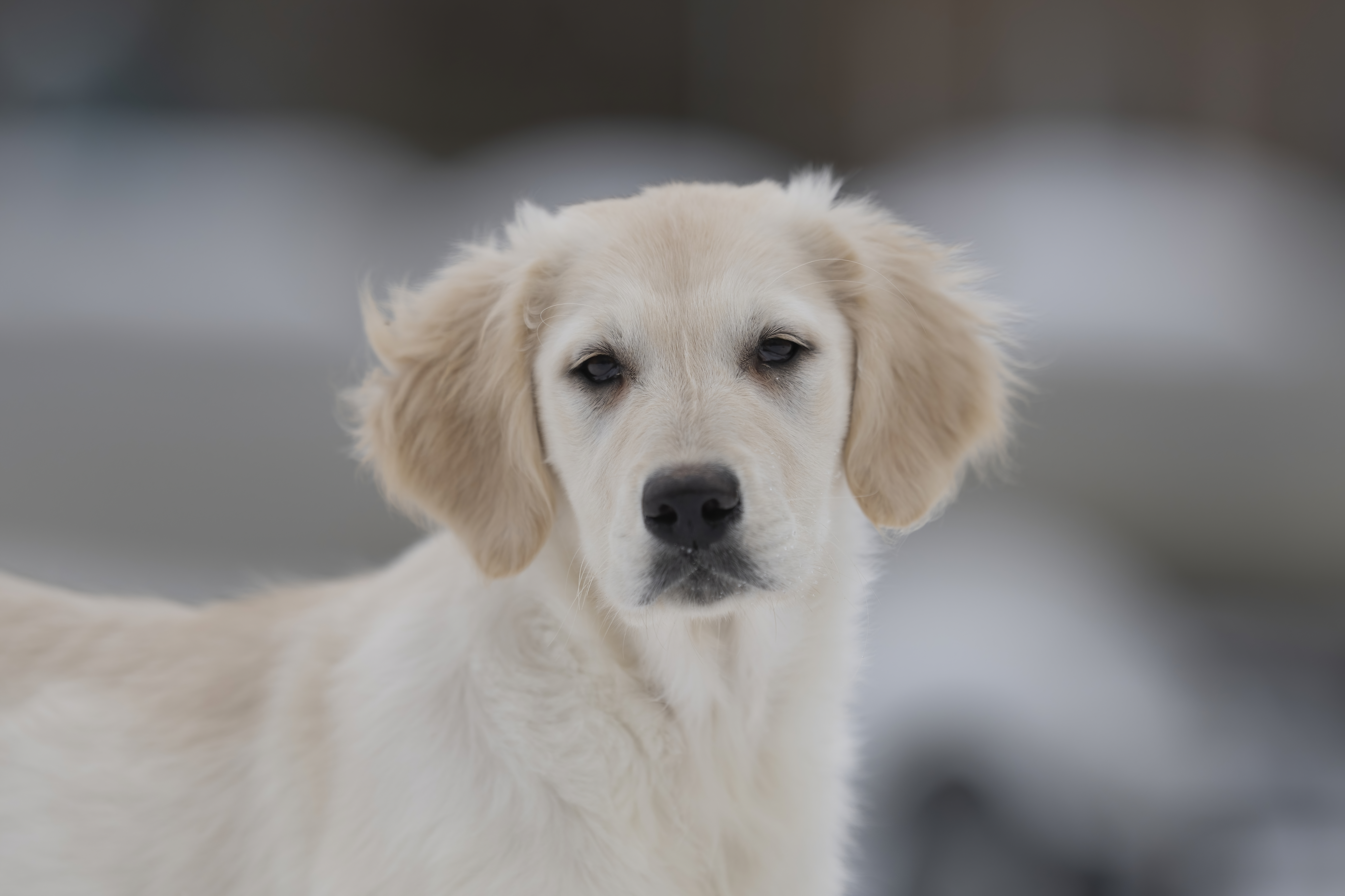 Our Dogs — LittleRedMo081 f