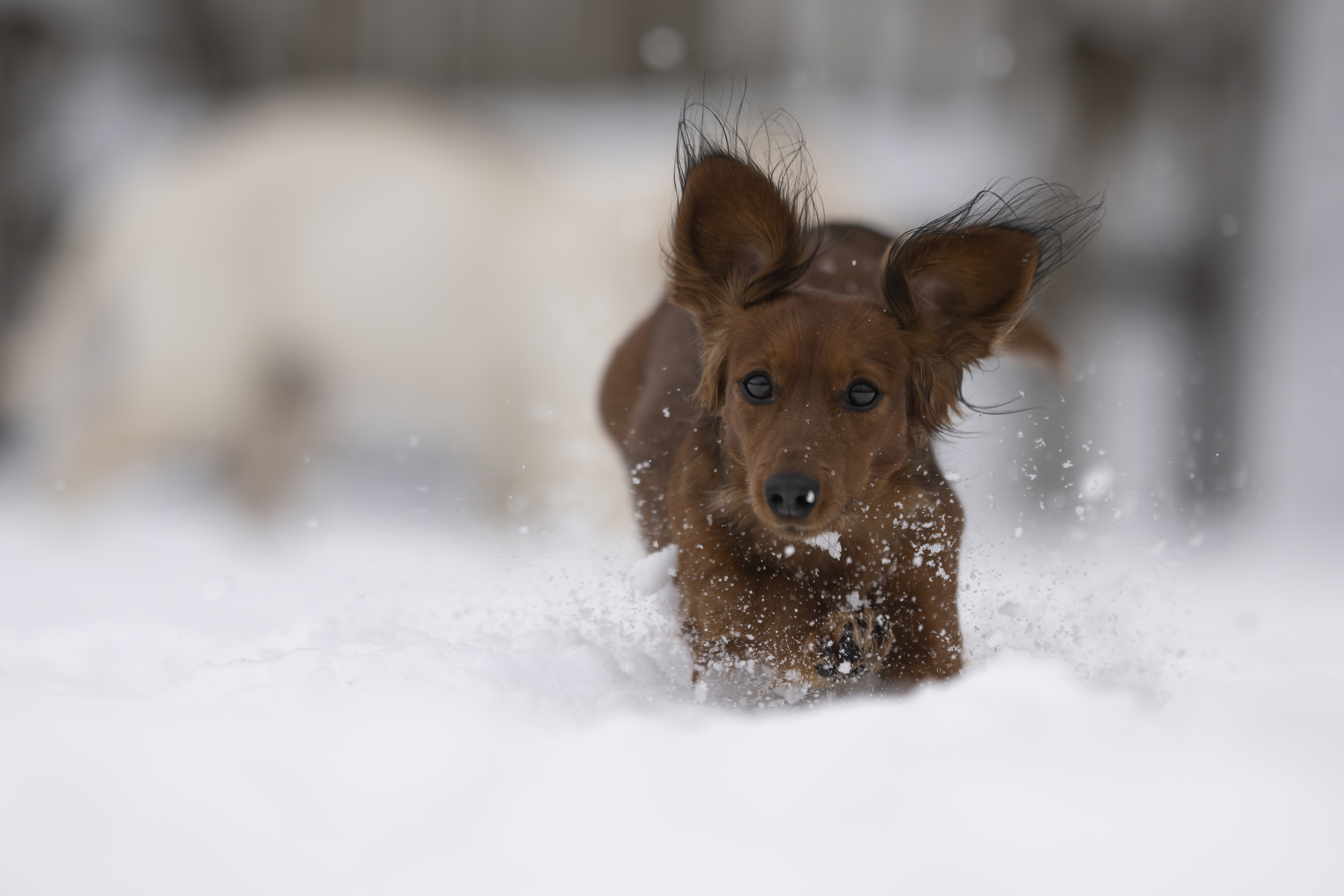 Our Dogs — LittleRedMo096 f