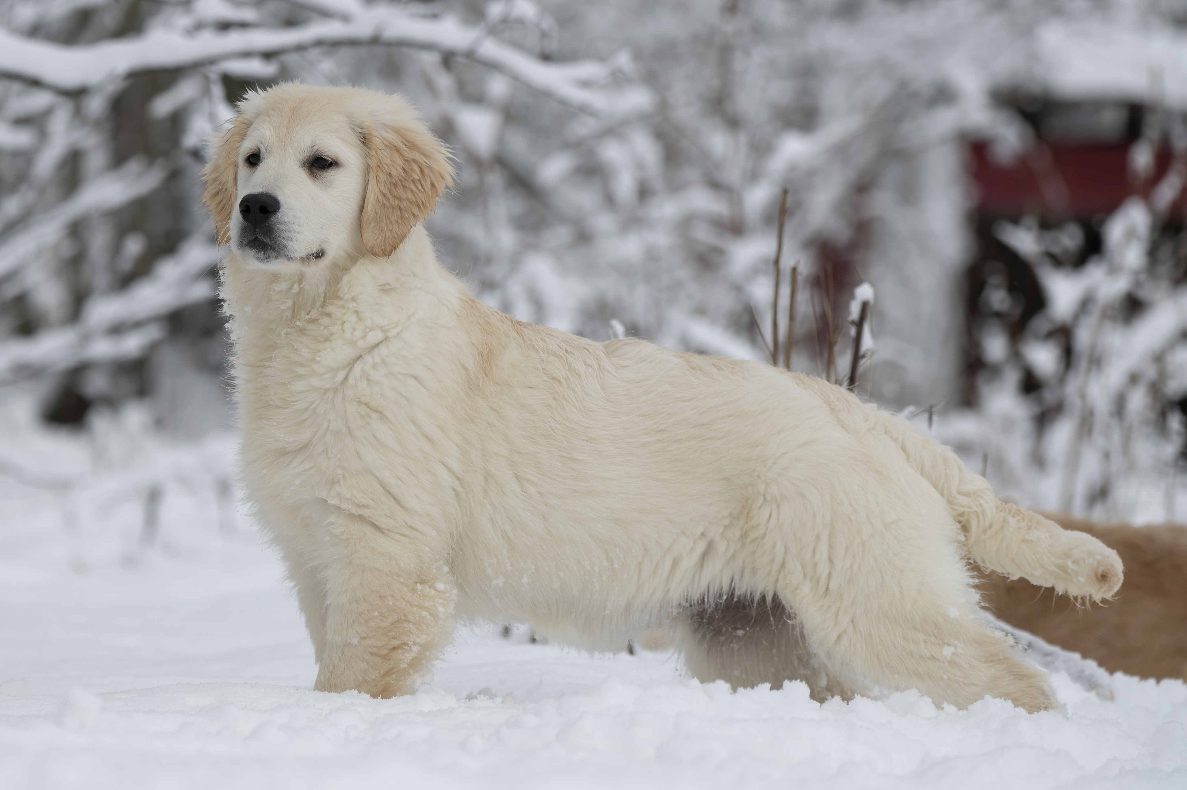 Our Dogs — SnowWhite0025 f