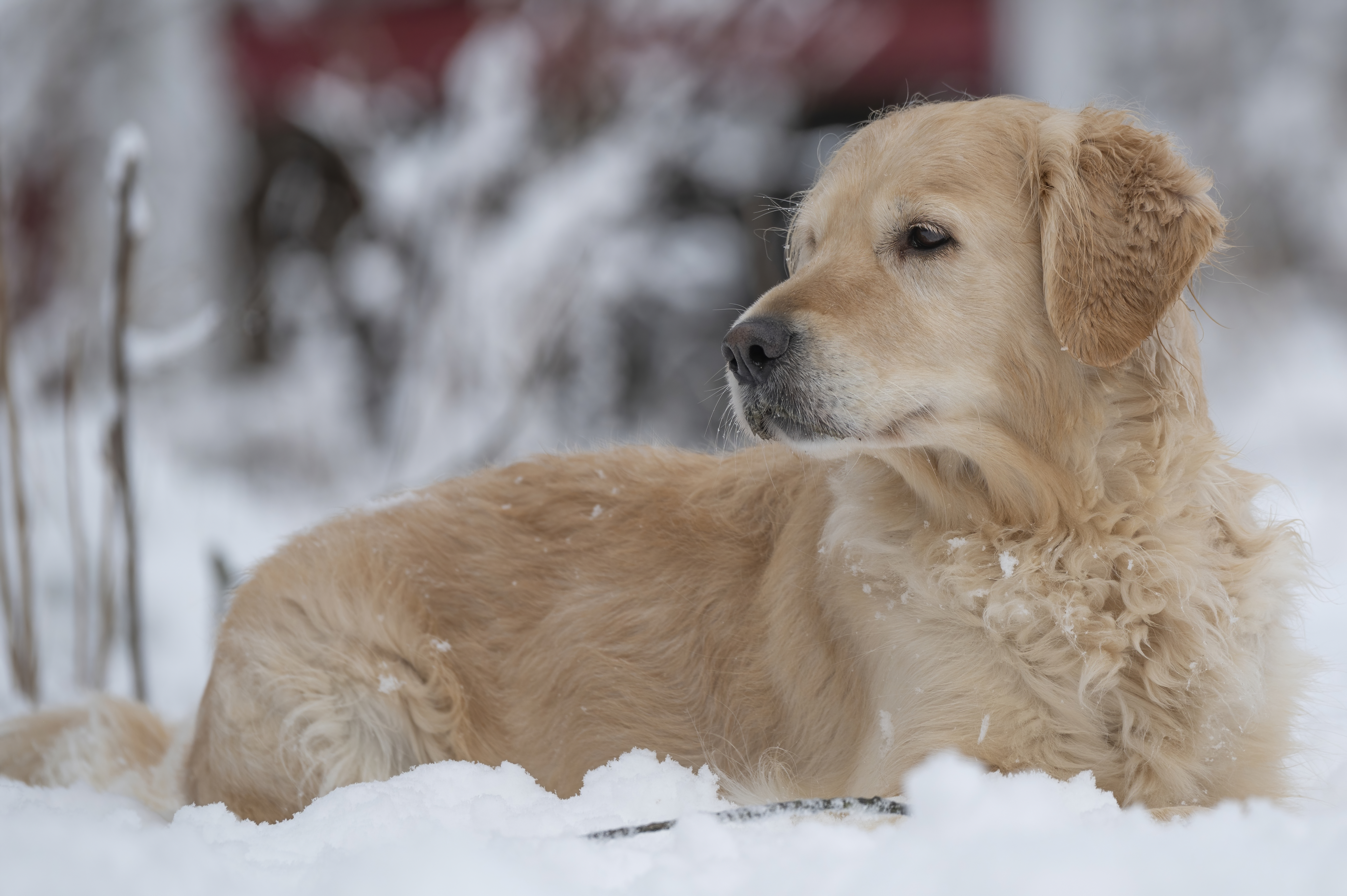 Our Dogs — SnowWhite0313 f