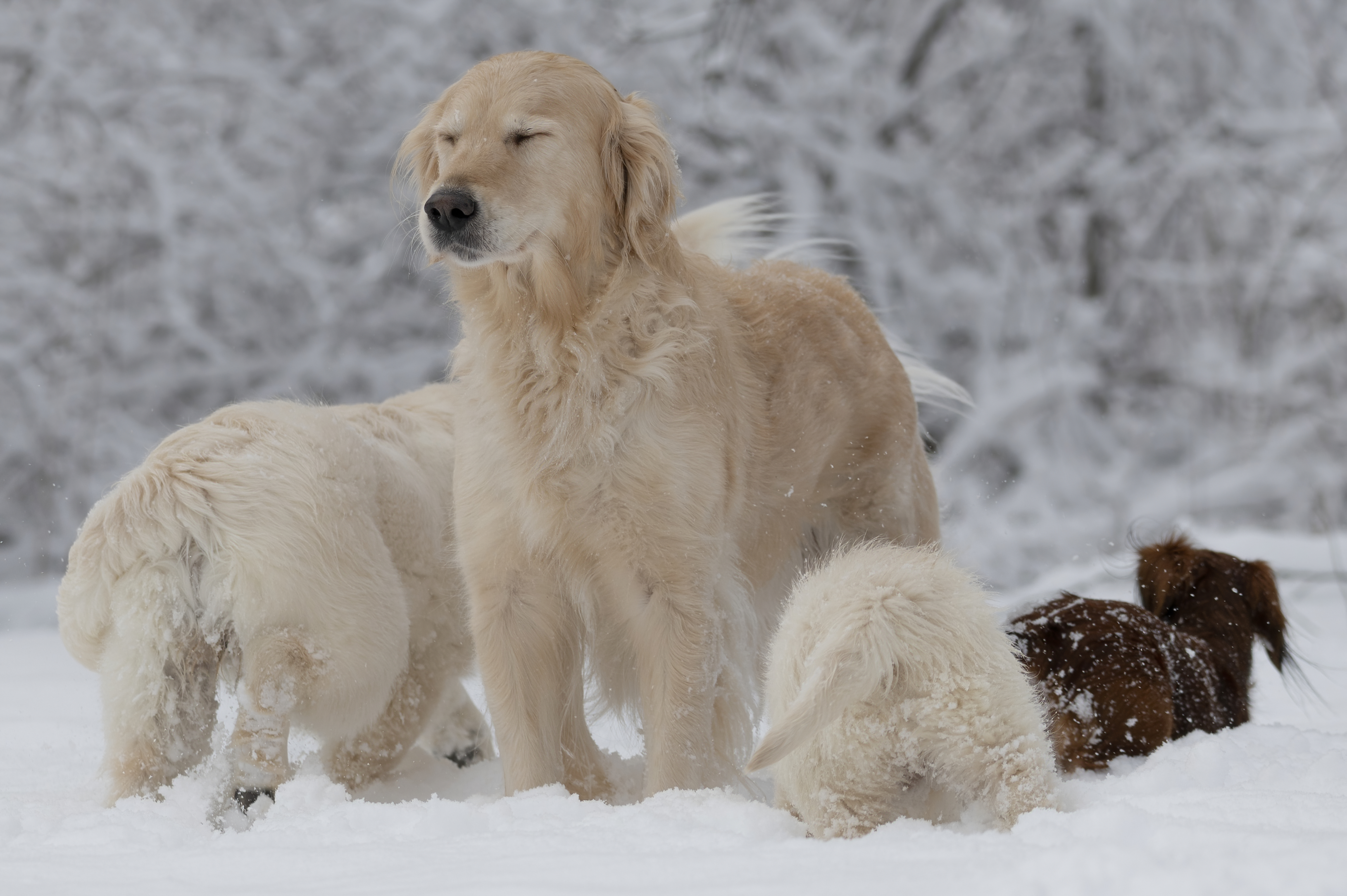 Our Dogs — SnowWhite0712 f