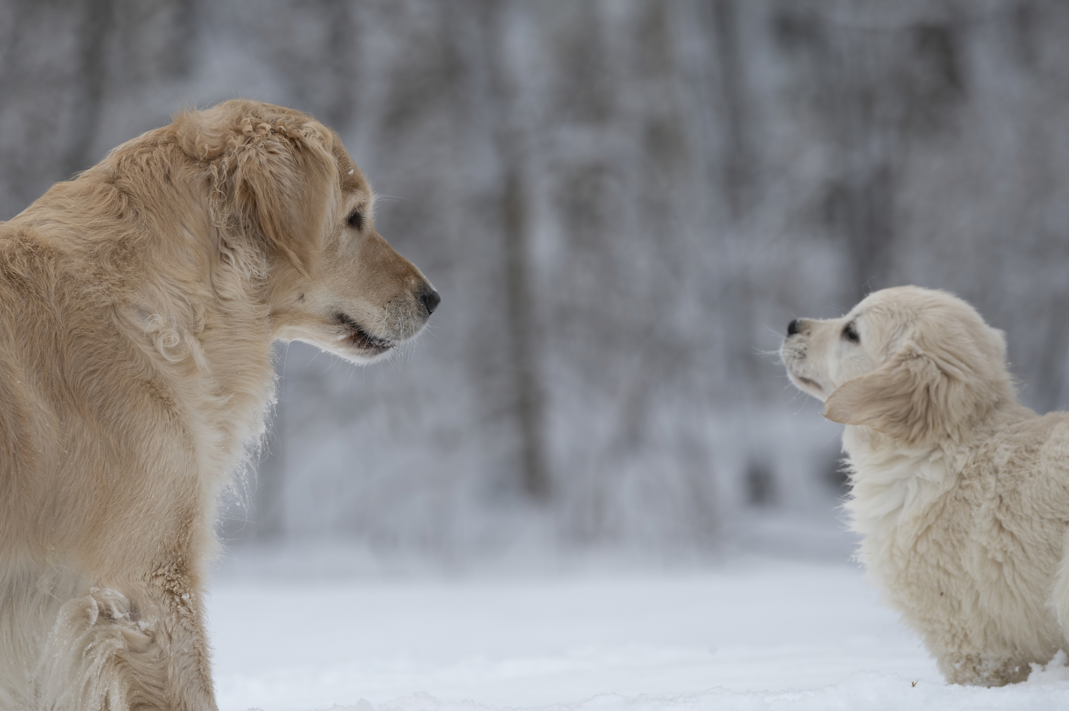 Our Dogs — SnowWhite1548 f