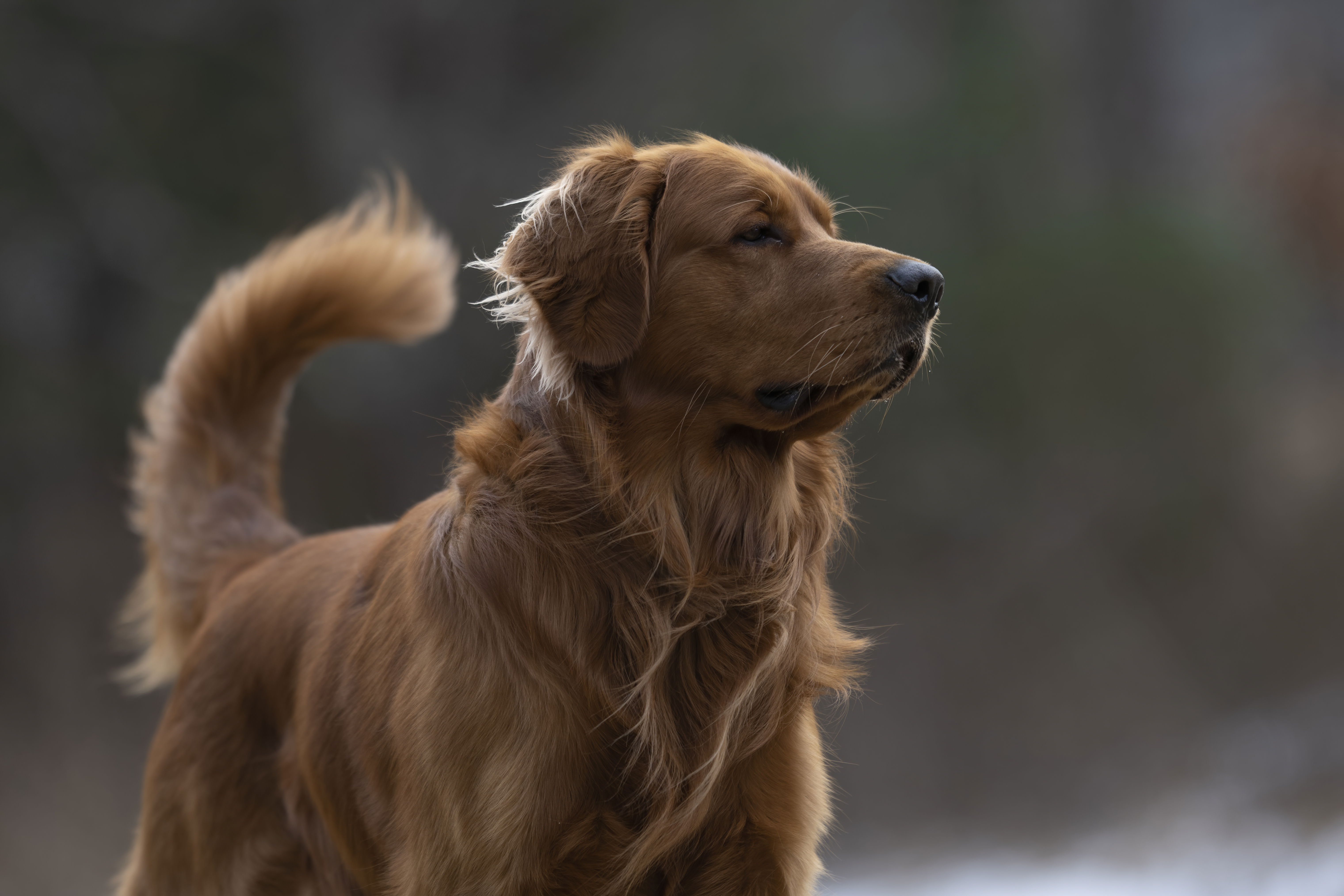 Our Dogs — MattDesmondRed017 f