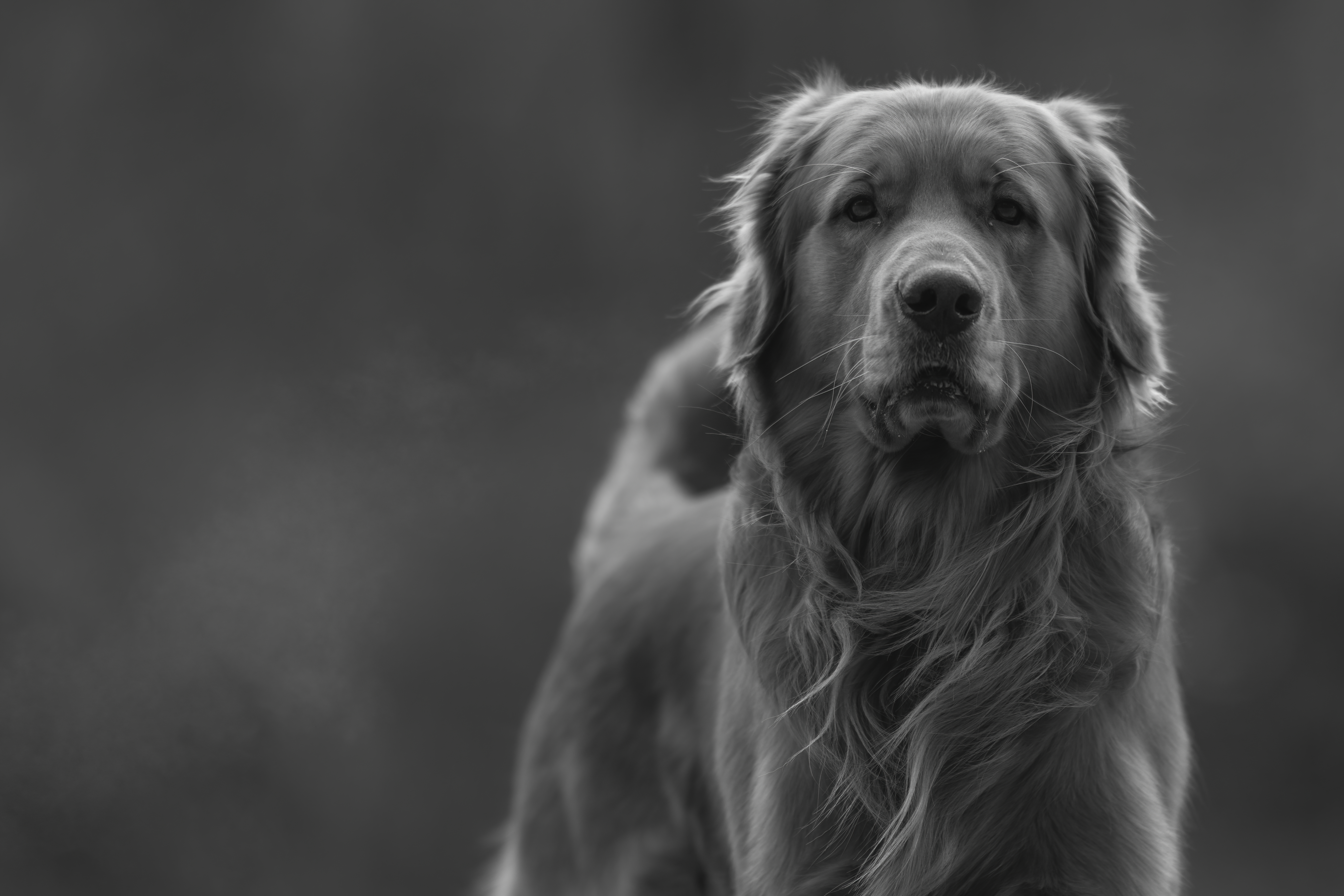 Our Dogs — MattDesmondRed057 1 f