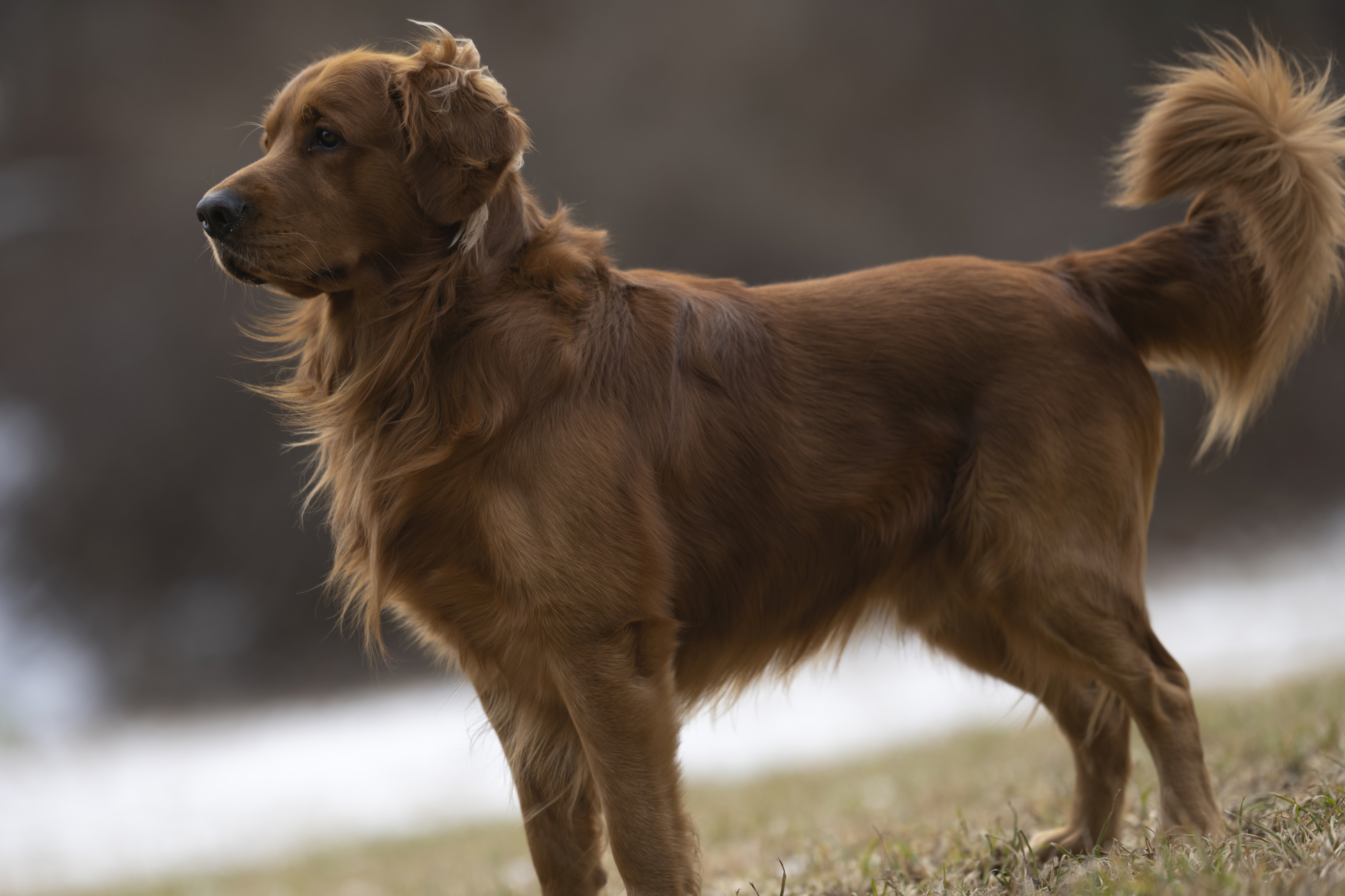 Our Dogs — MattDesmondRed076 f