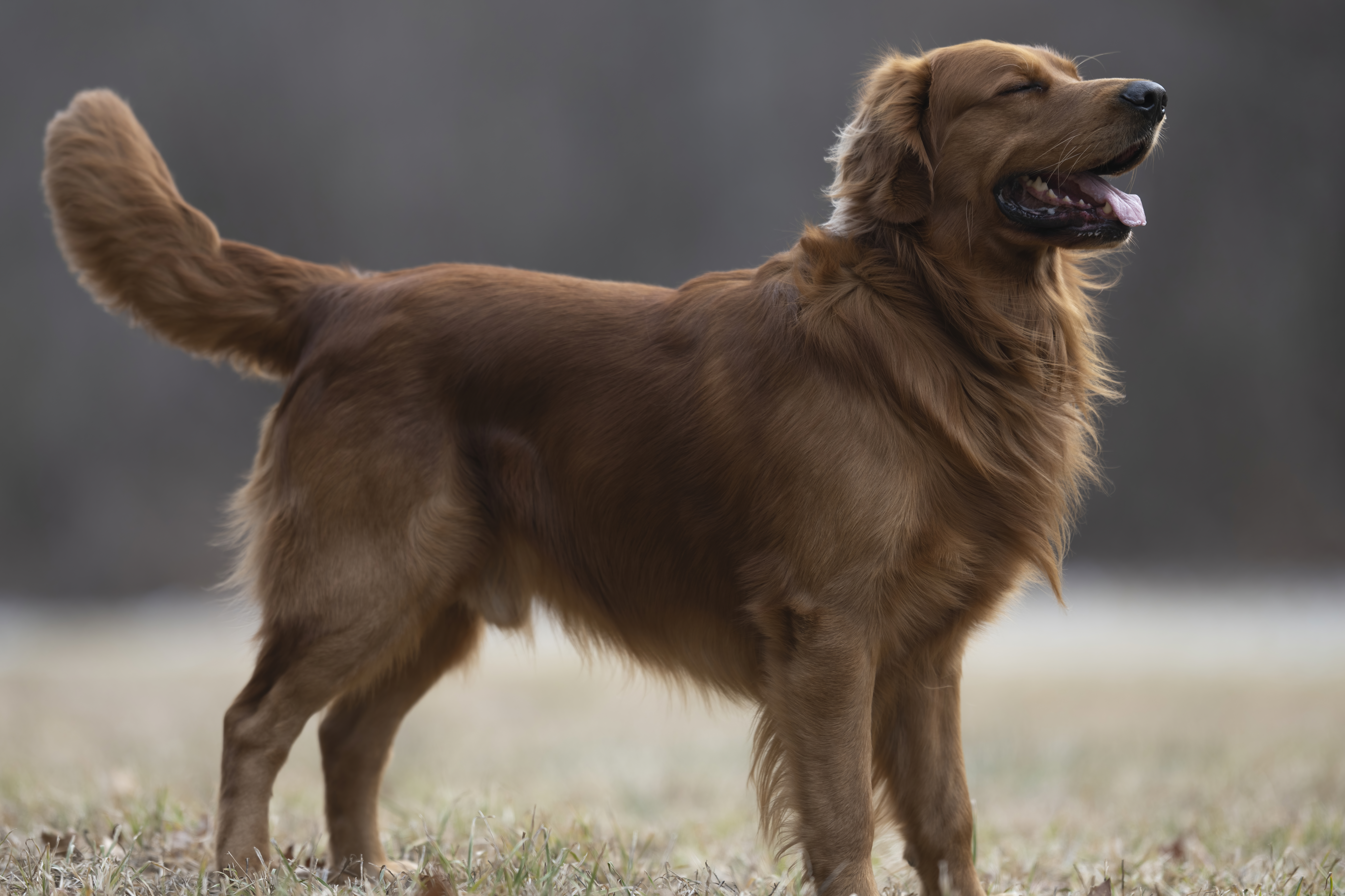 Our Dogs — MattDesmondRed104 f