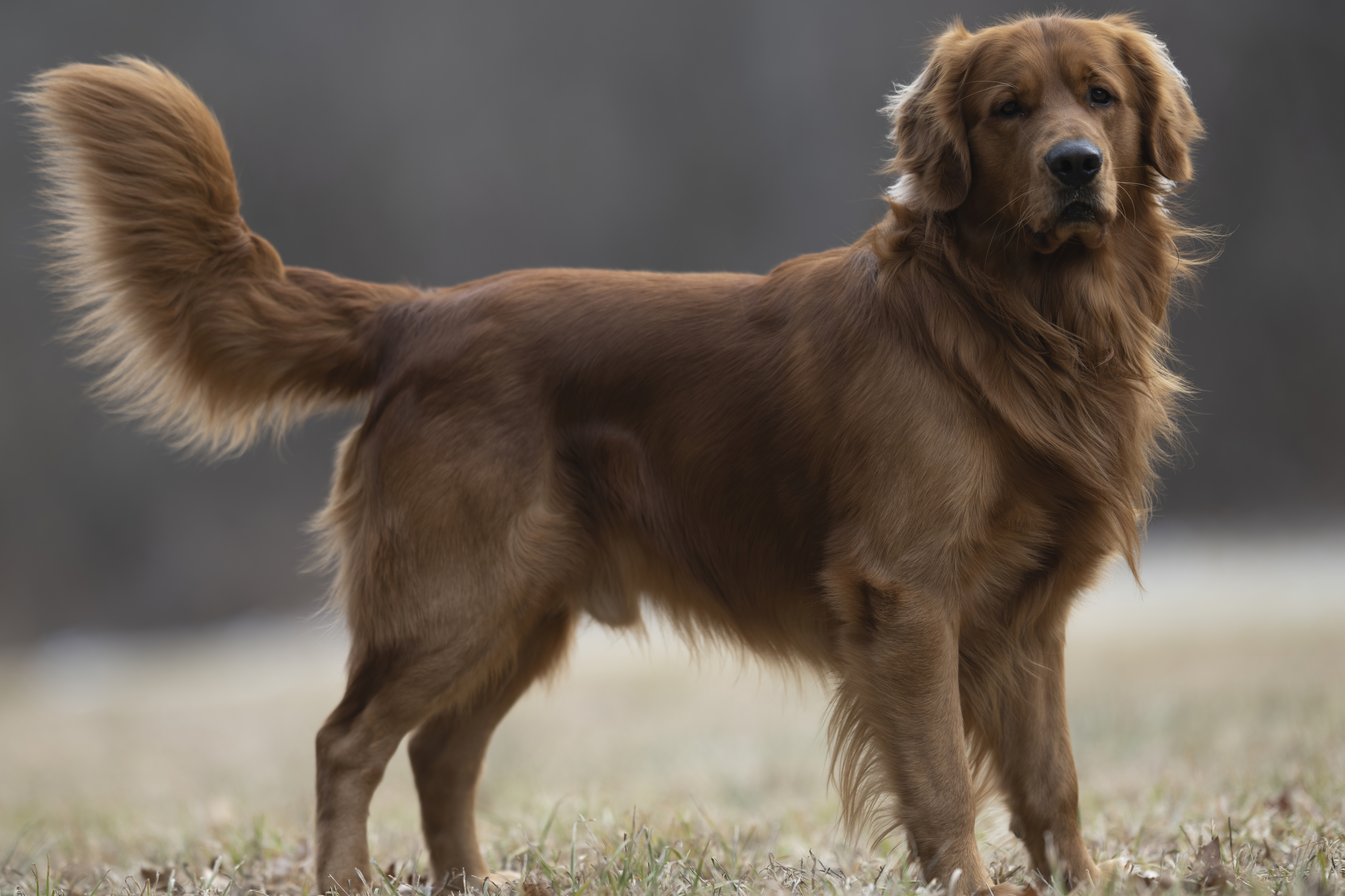 Our Dogs — MattDesmondRed116 f