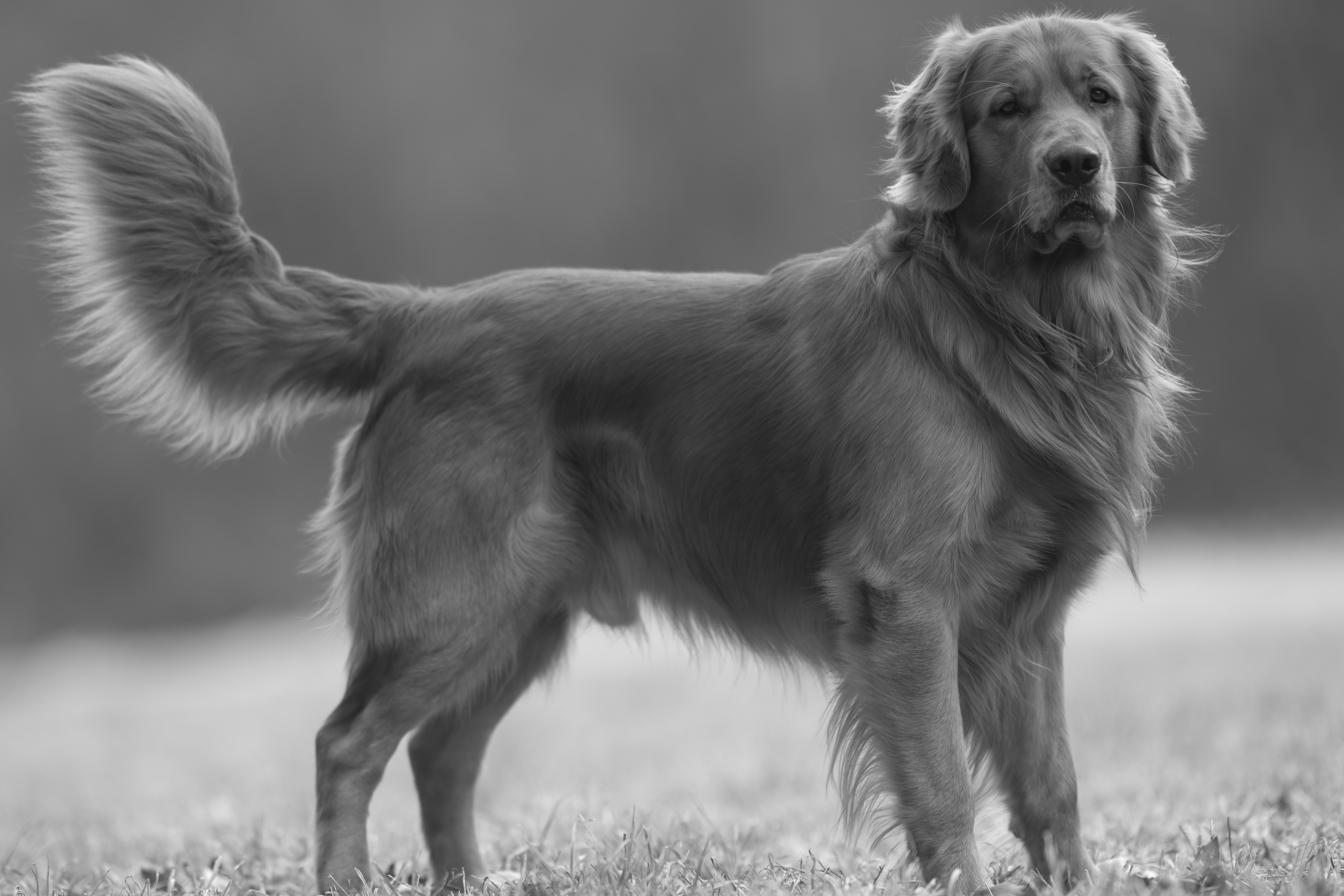 Our Dogs — MattDesmondRed116 1 f