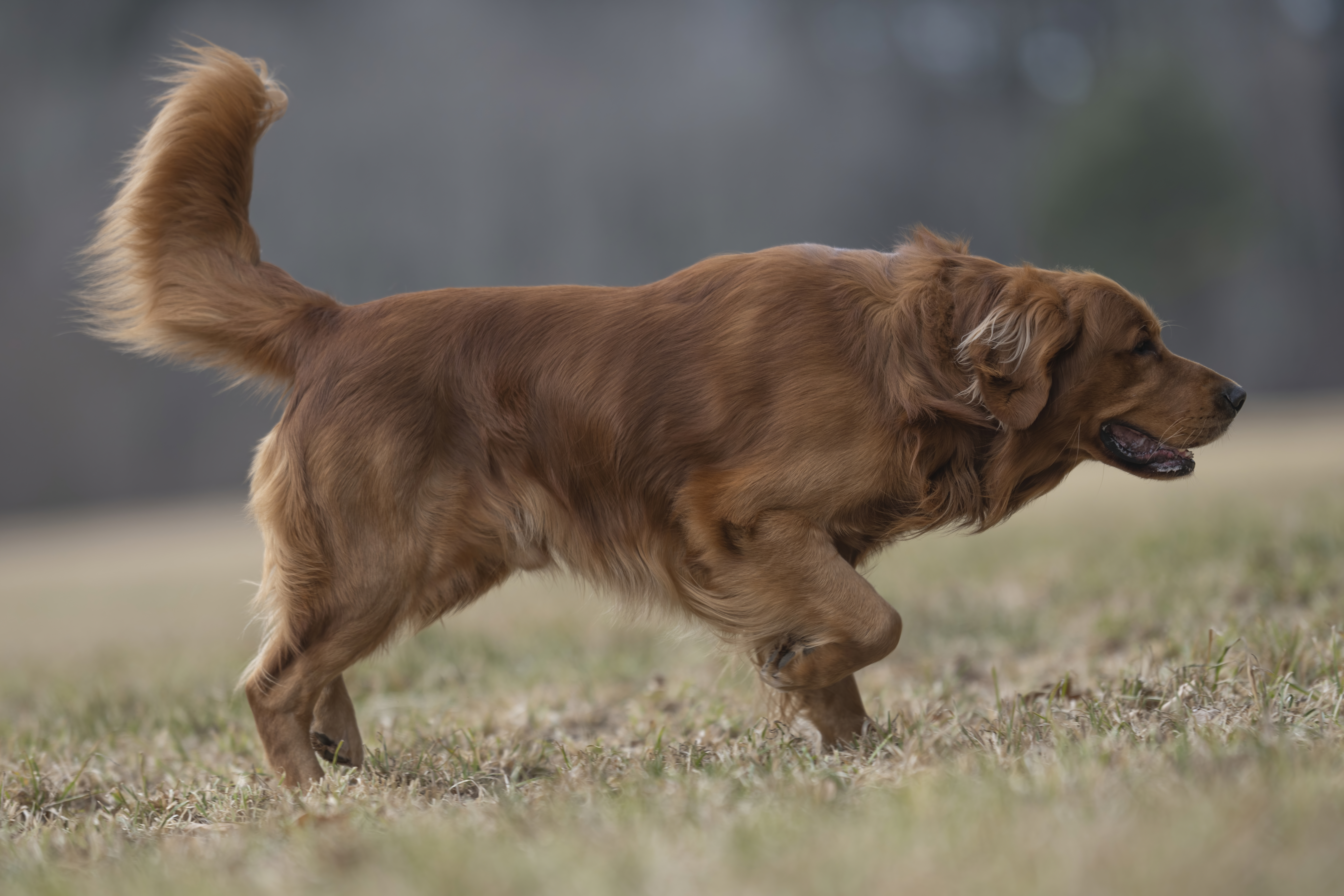 Our Dogs — MattDesmondRed193 f