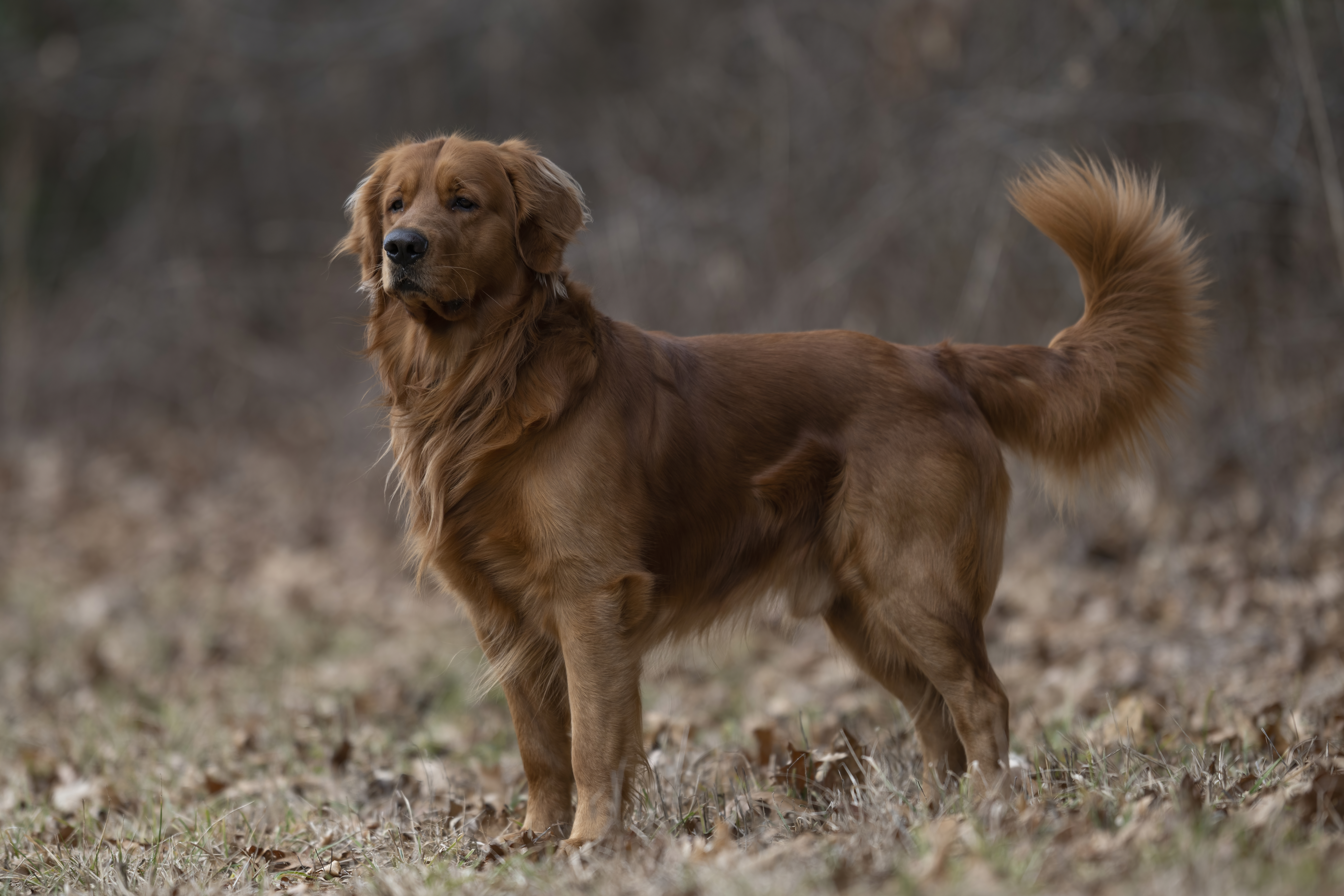 Our Dogs — MattDesmondRed224 f