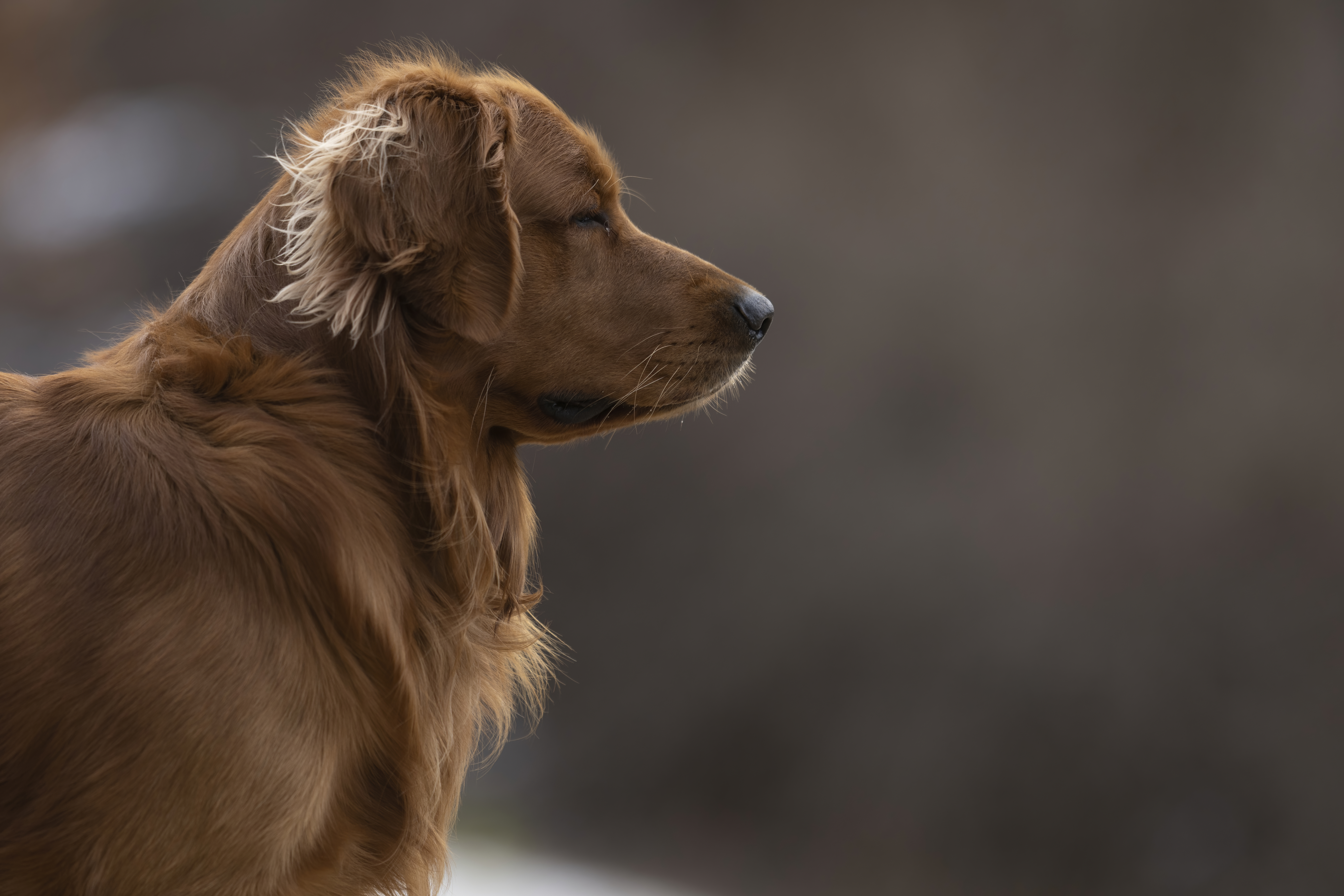 Our Dogs — MattDesmondRed299 1 f