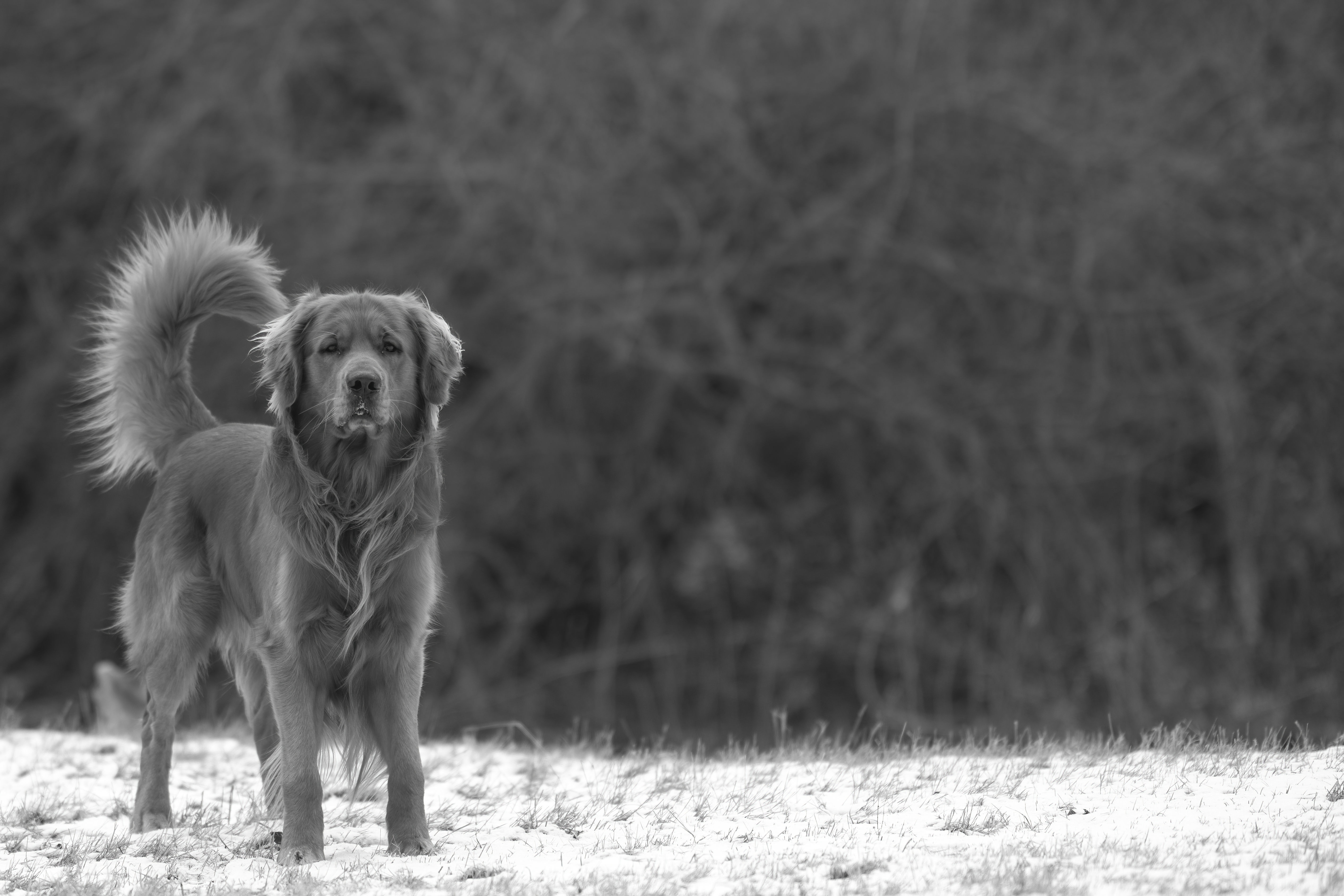 Our Dogs — MattDesmondRed338 f