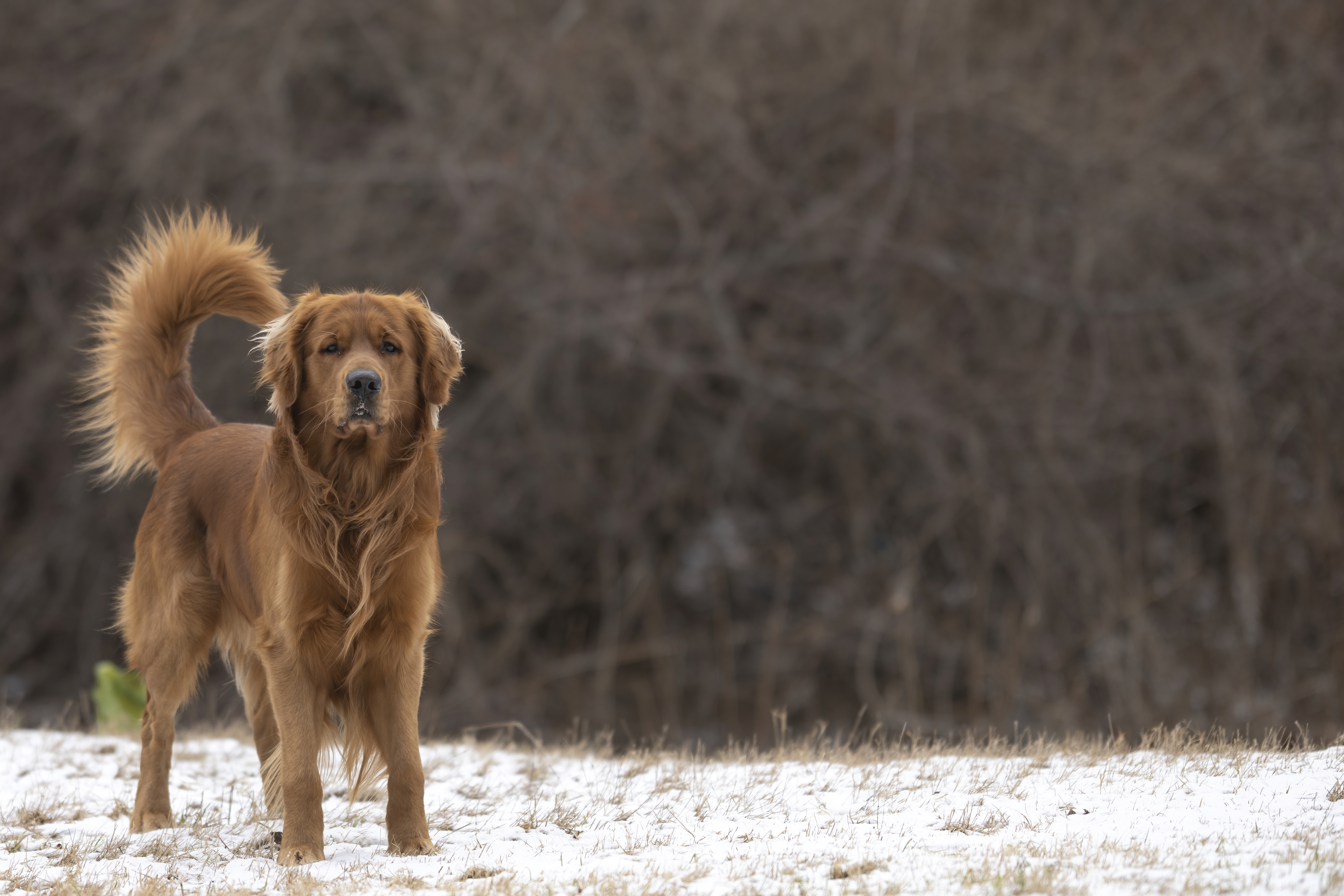 Our Dogs — MattDesmondRed338 1 f