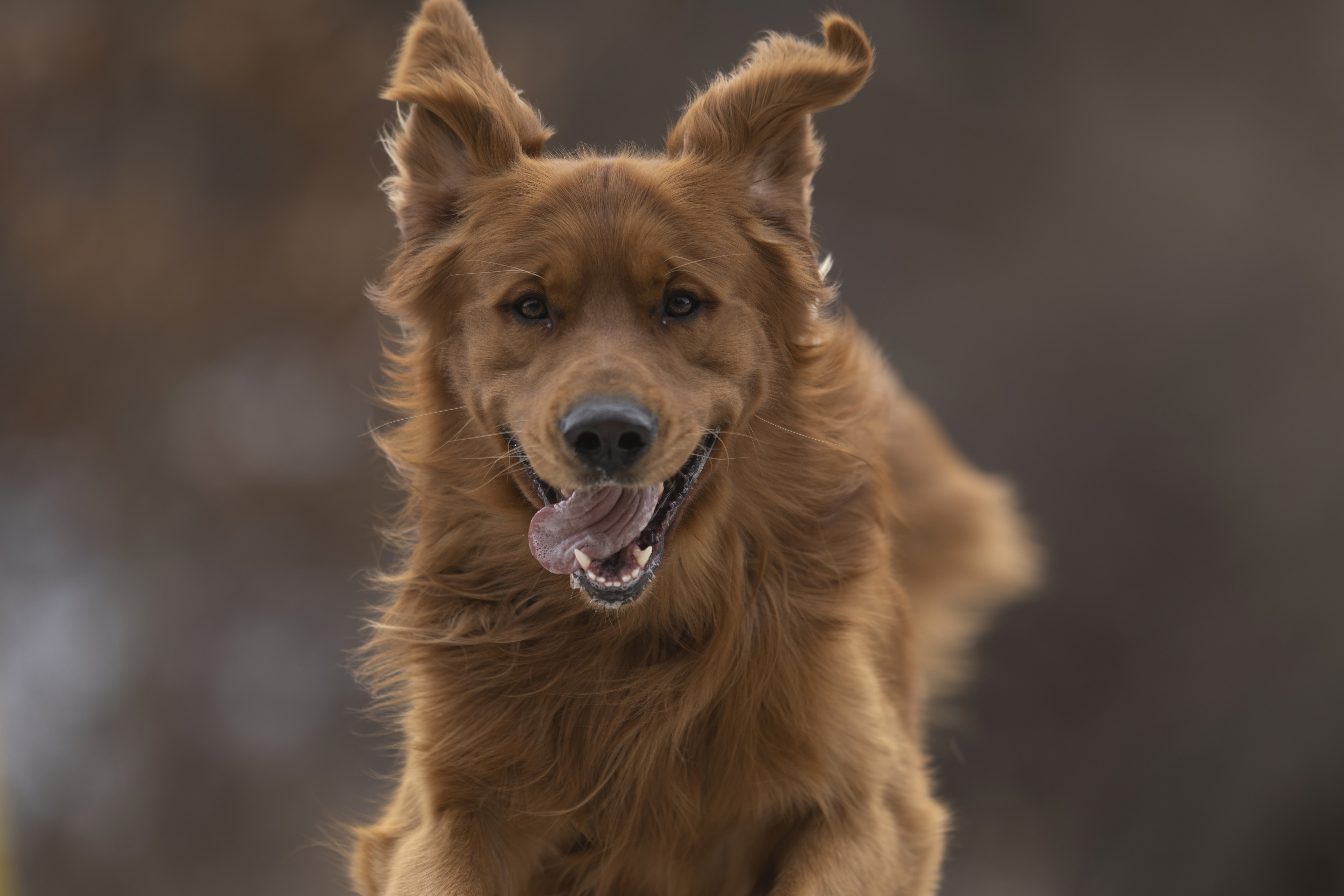 Our Dogs — MattDesmondRed347 f