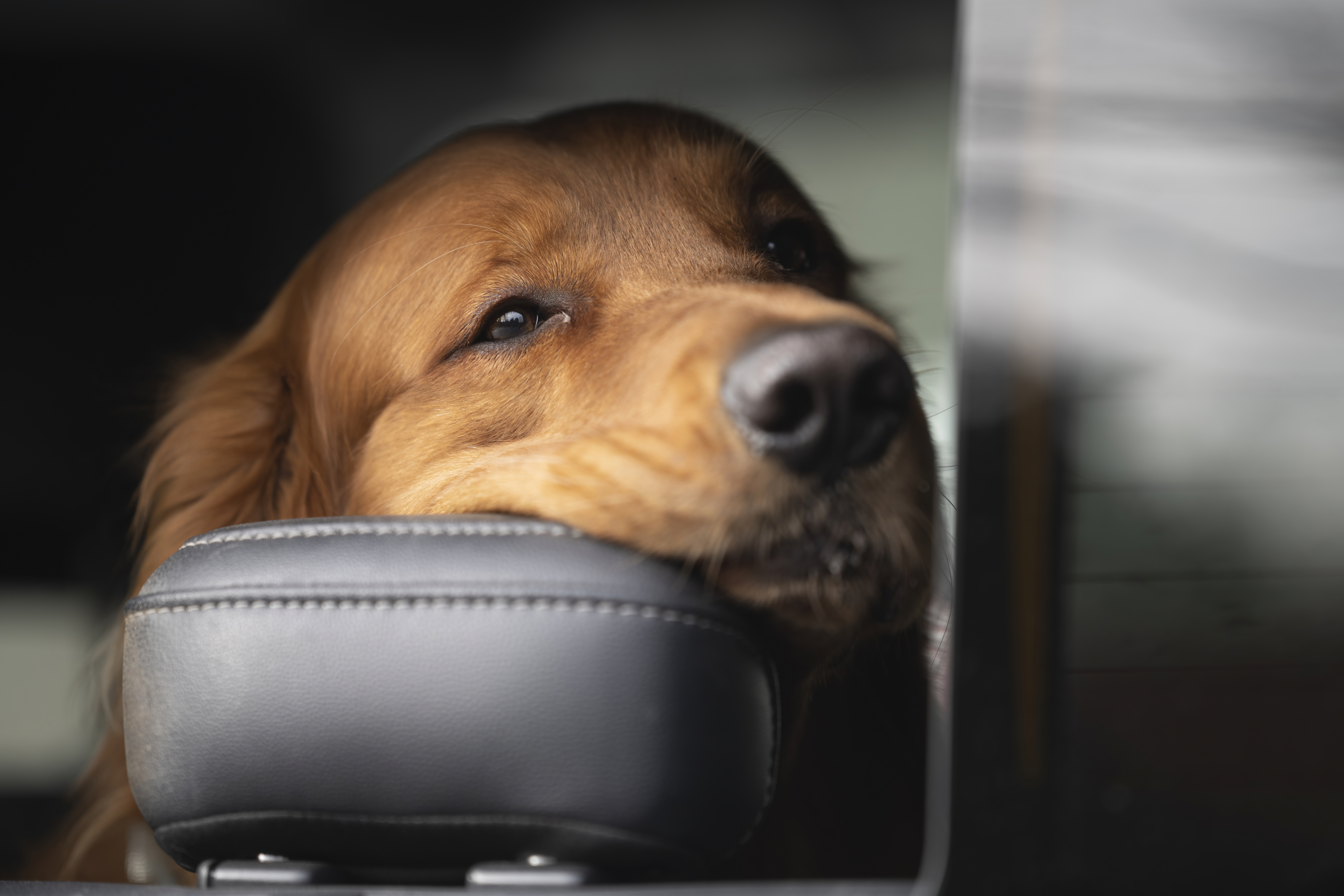 Our Dogs — MattDesmondRed362 f