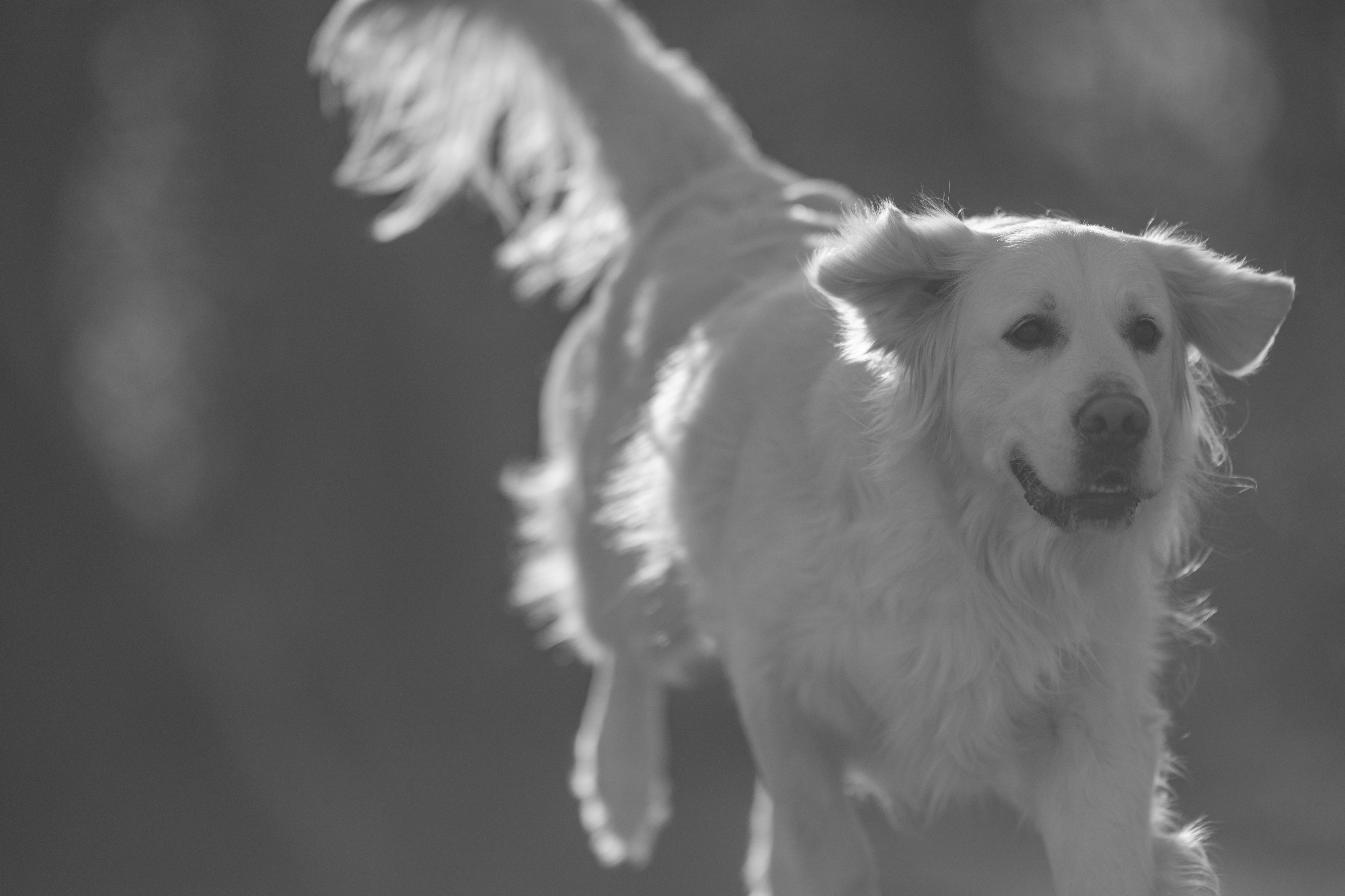 Our Dogs — Dingree MoBuddy0111