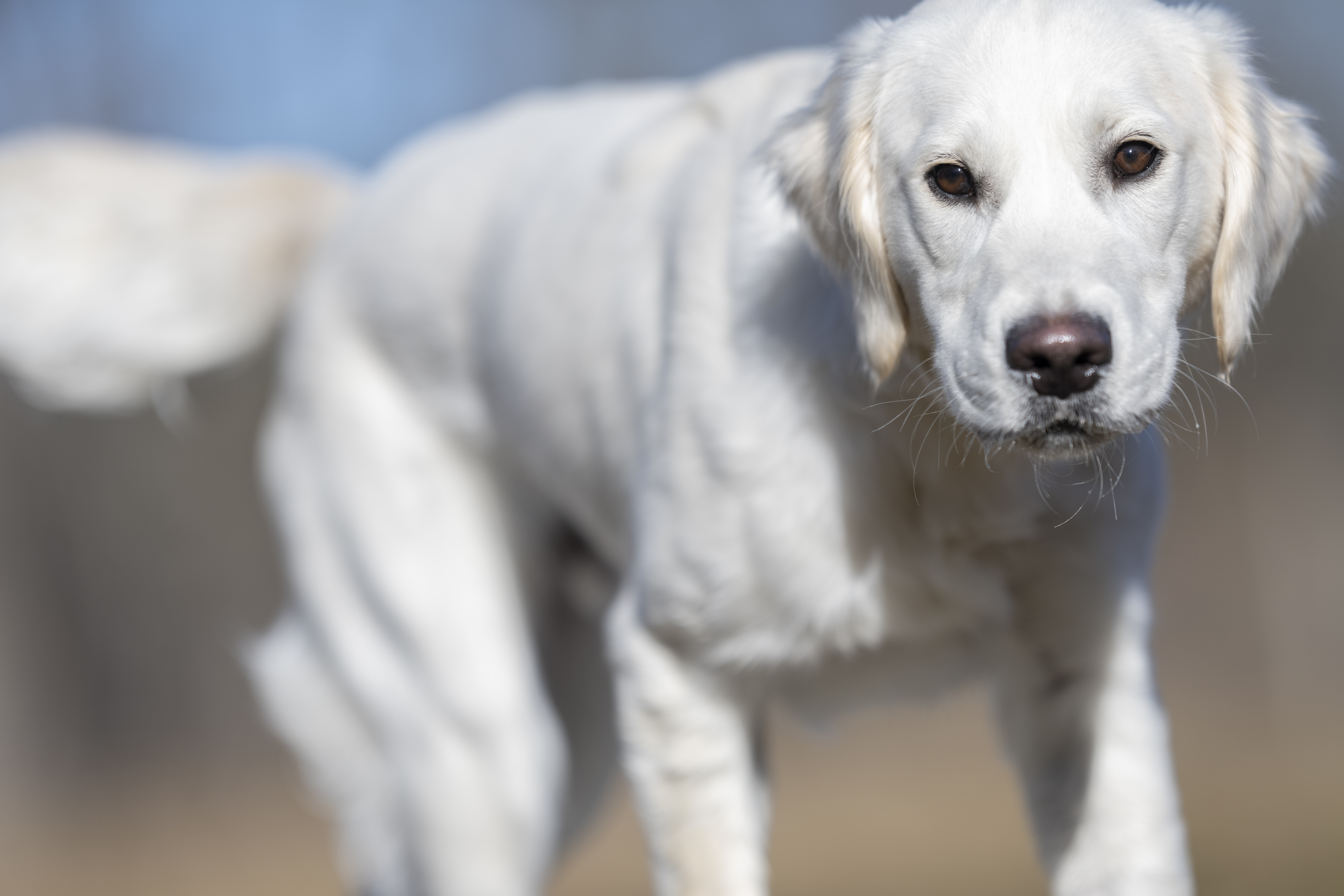 Our Dogs — Dingree MoBuddy0137