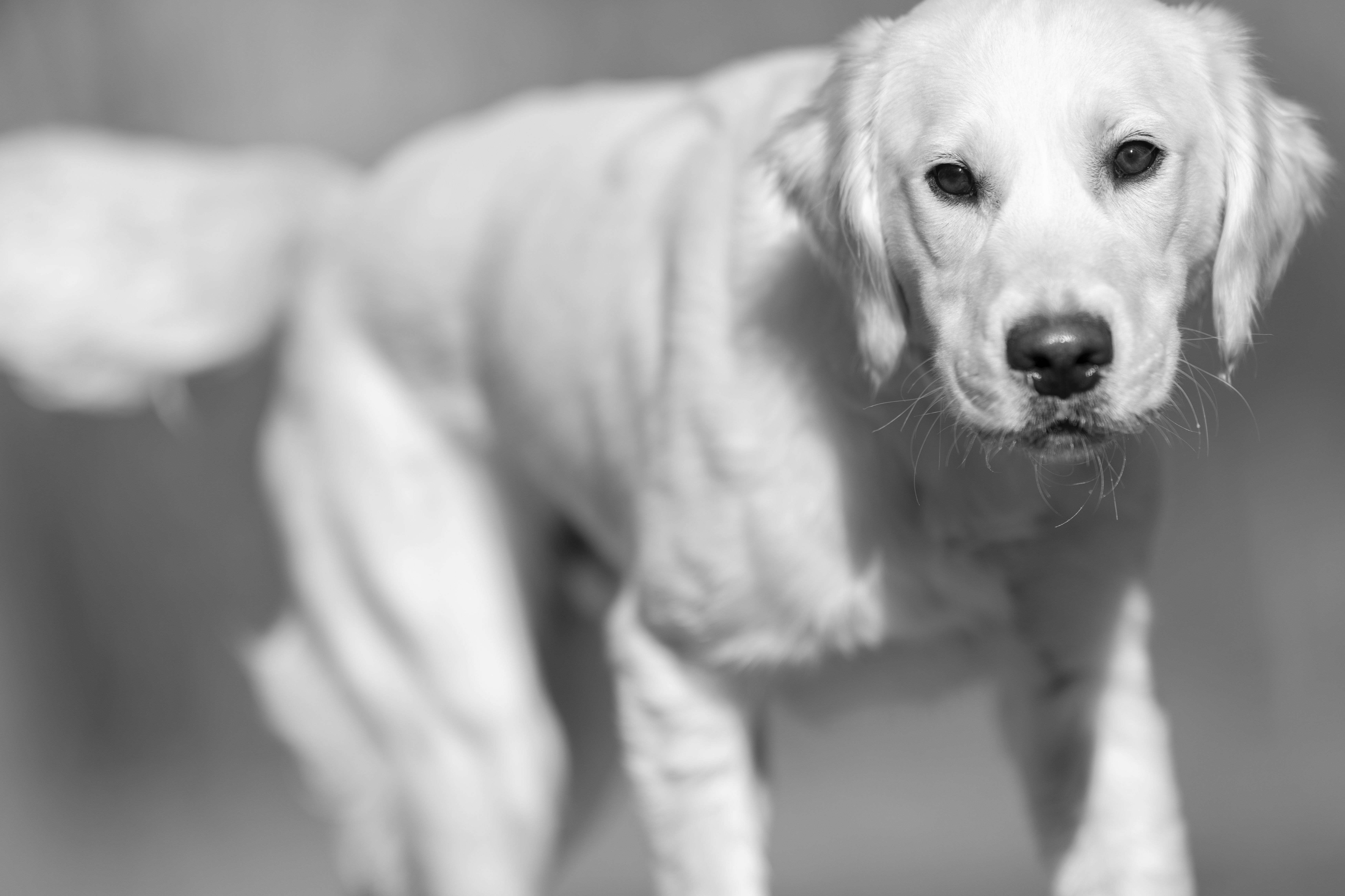 Our Dogs — Dingree MoBuddy0137 1