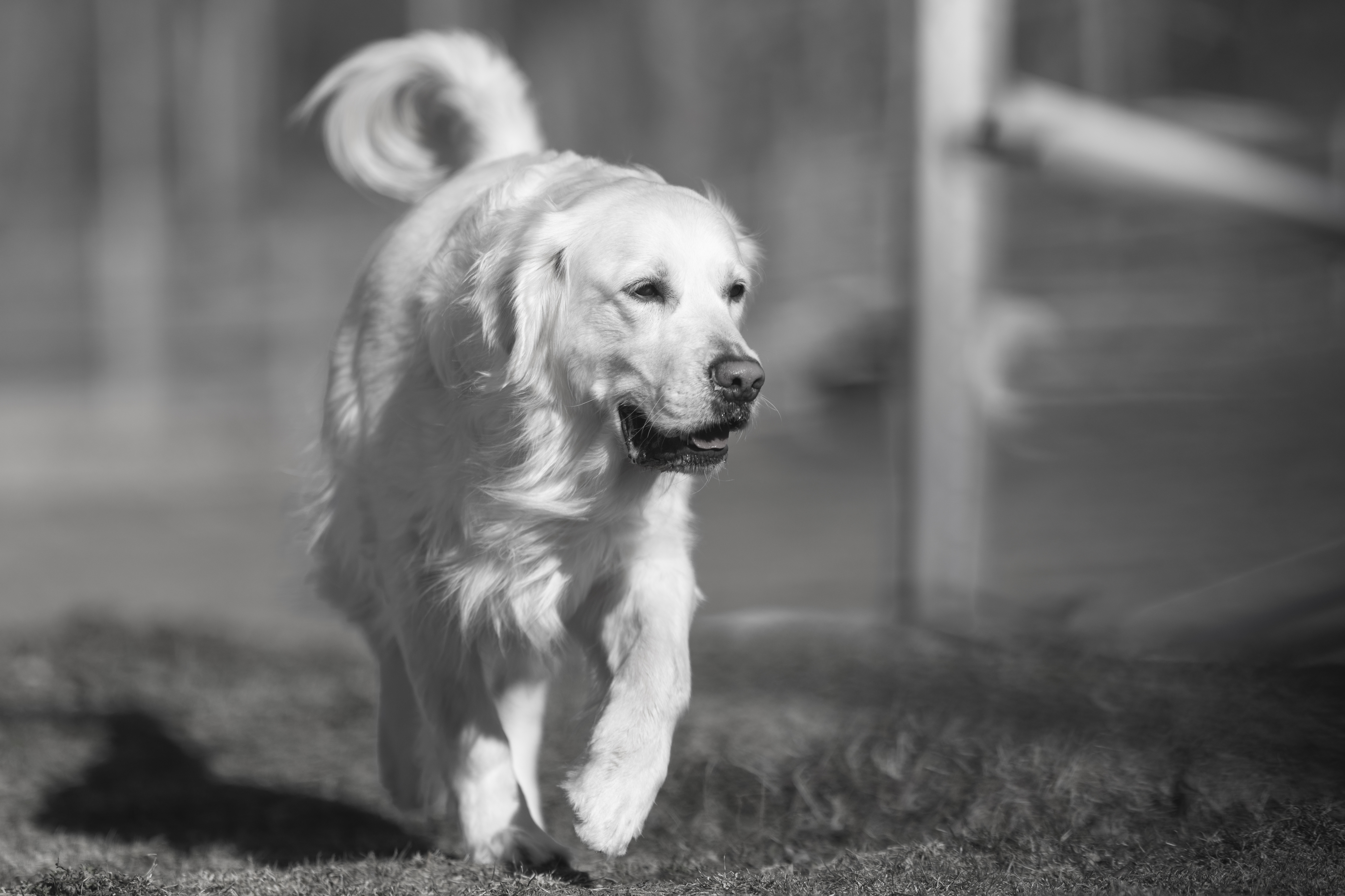 Our Dogs — Dingree MoBuddy0183