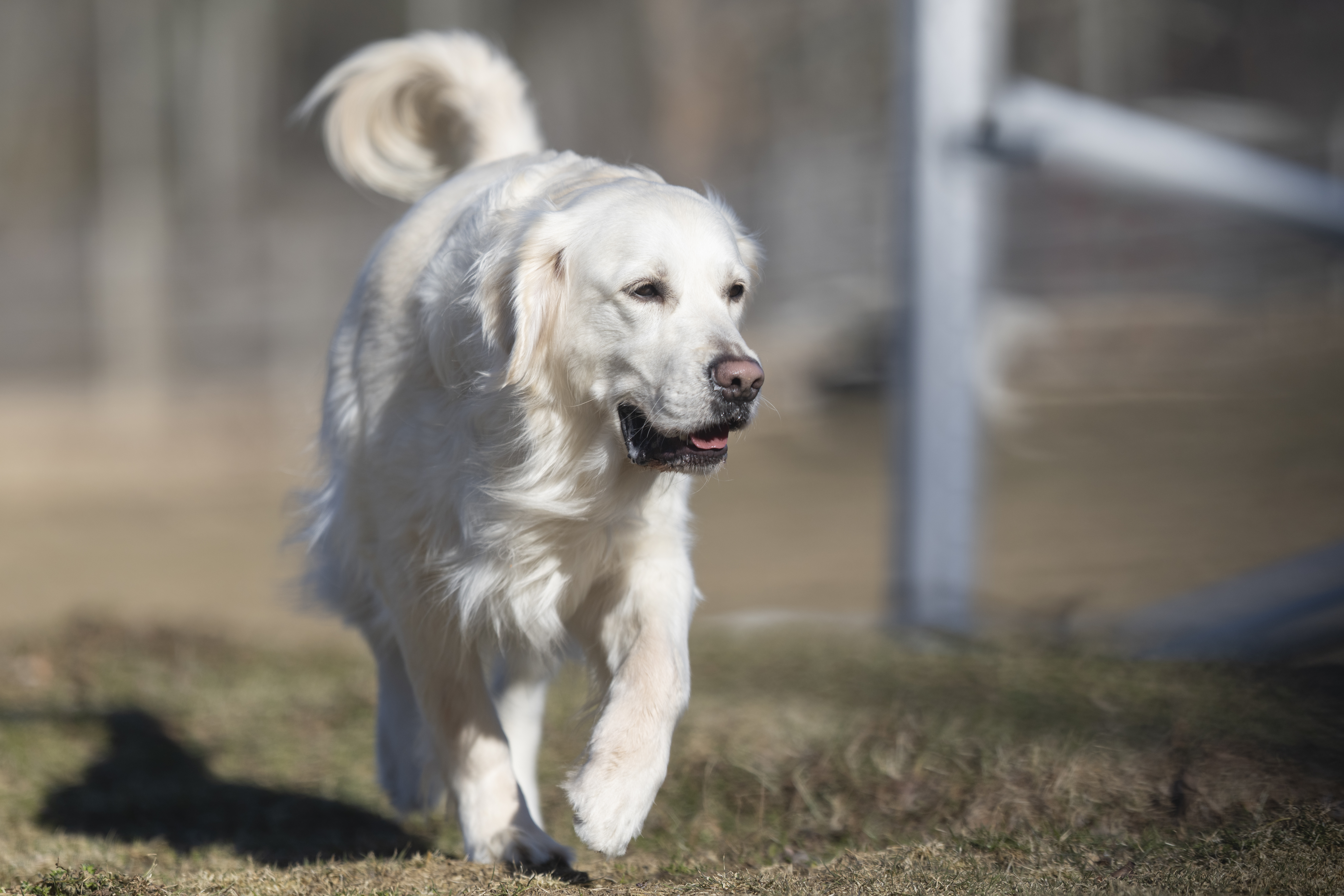 Our Dogs — Dingree MoBuddy0183 1