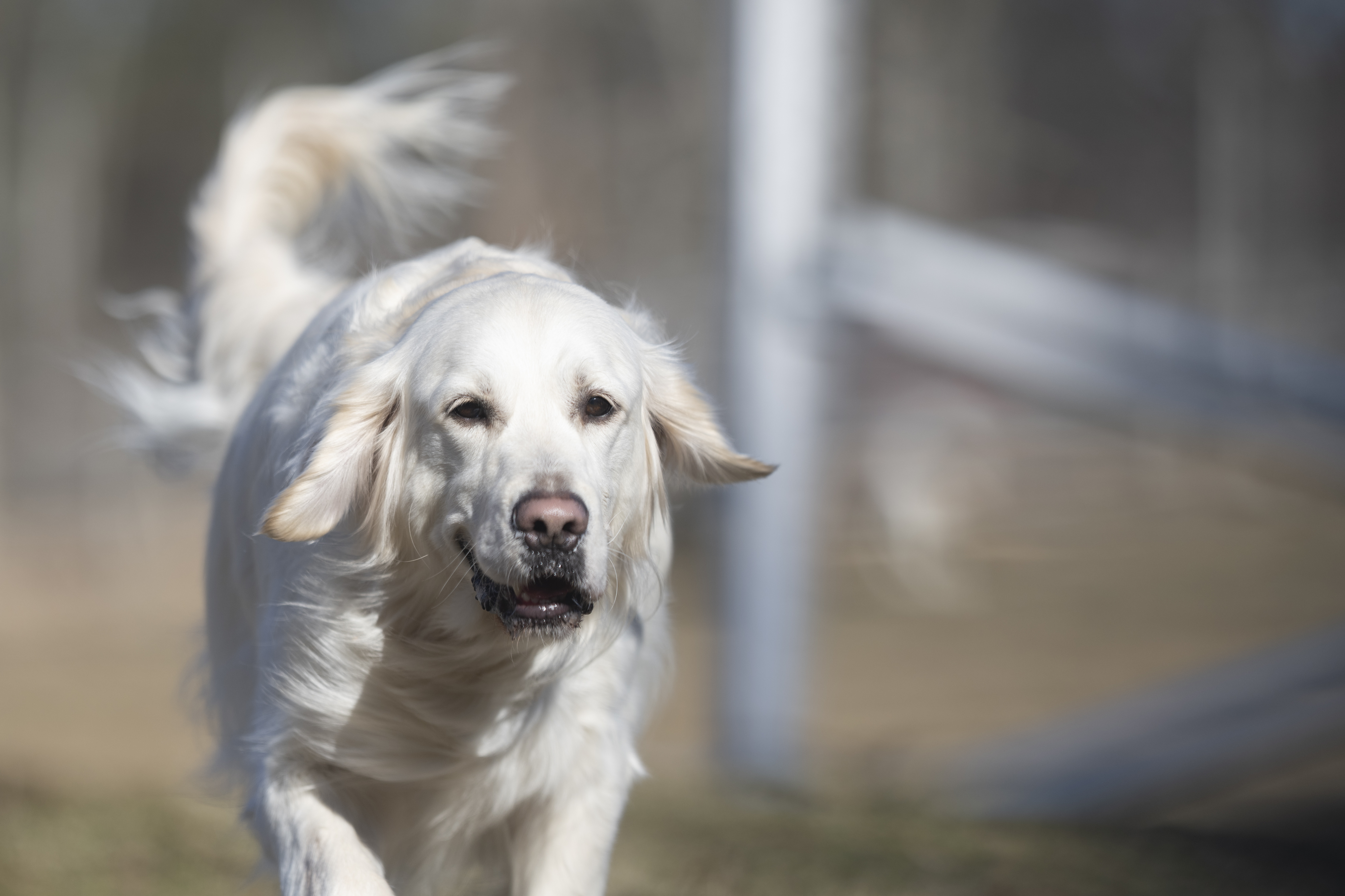 Our Dogs — Dingree MoBuddy0189