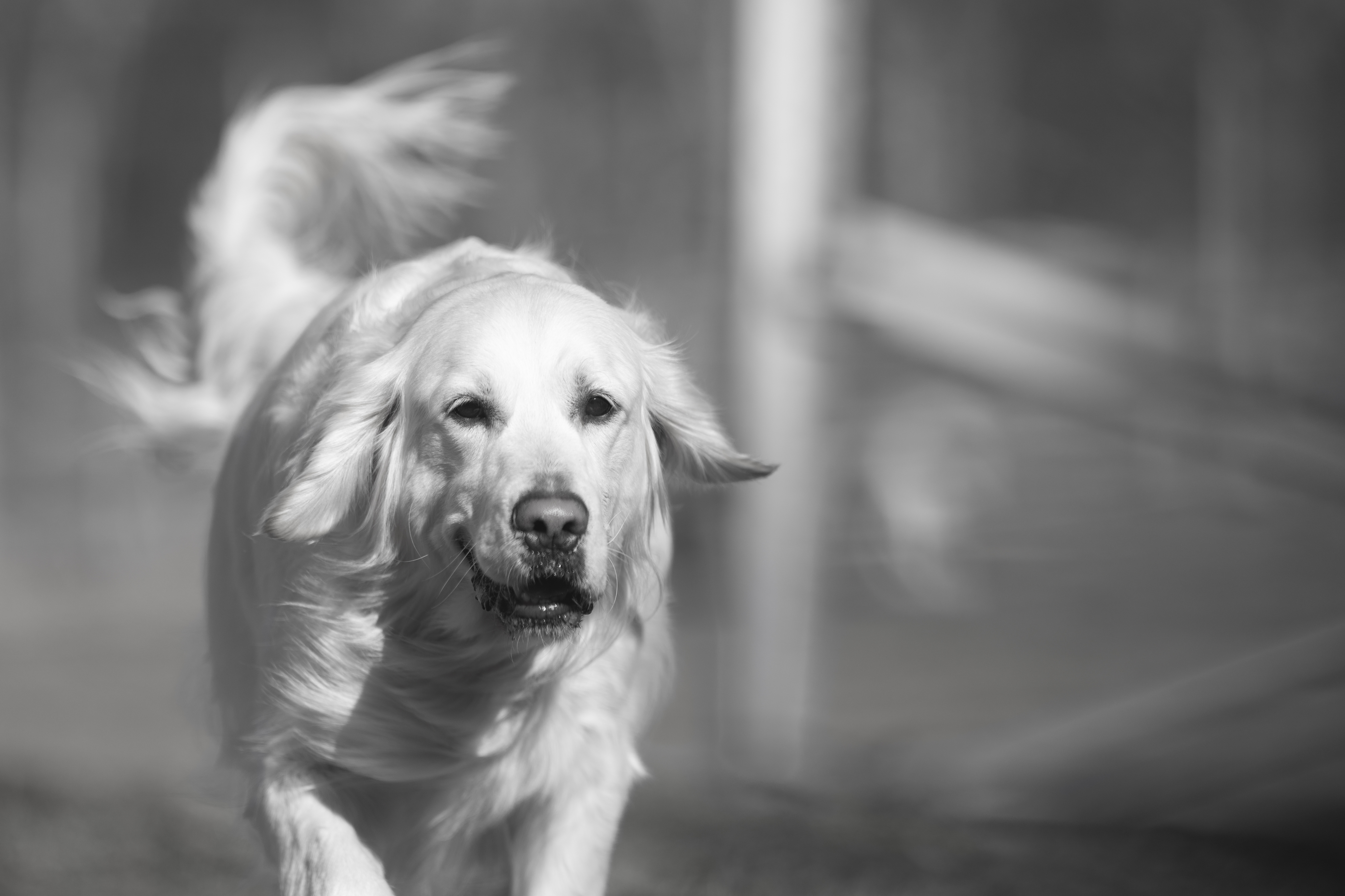 Our Dogs — Dingree MoBuddy0189 1