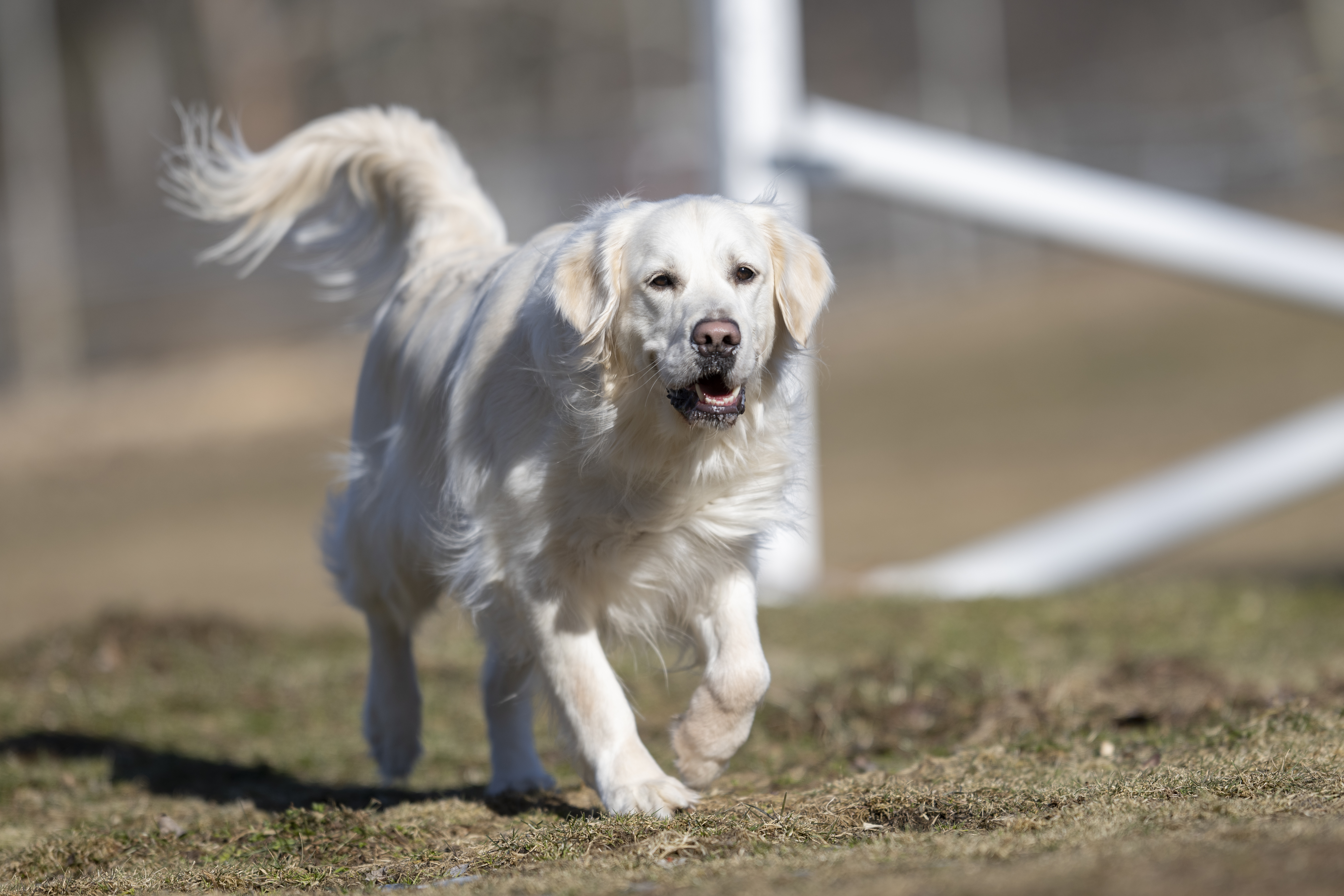 Our Dogs — Dingree MoBuddy0276