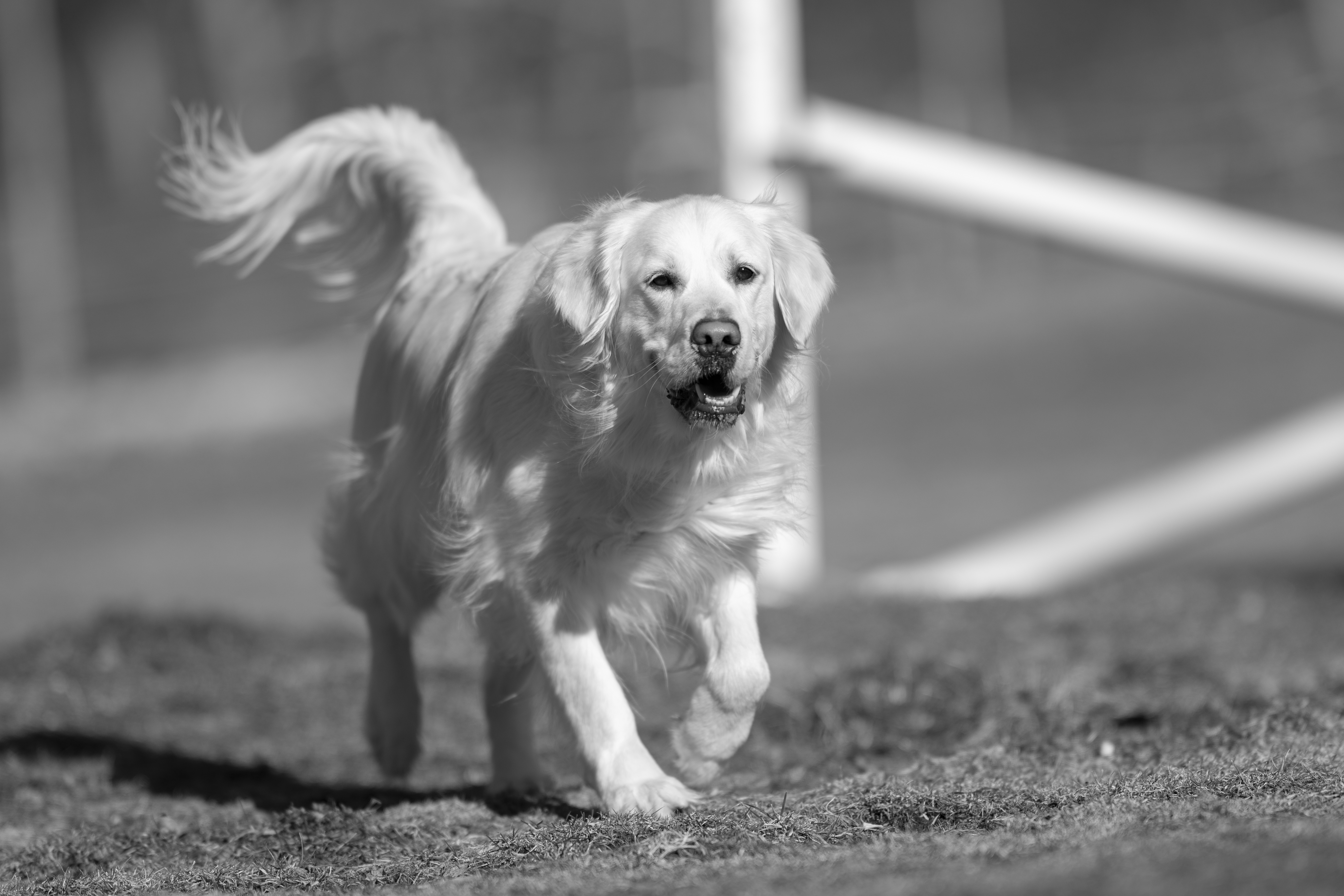 Our Dogs — Dingree MoBuddy0276 1